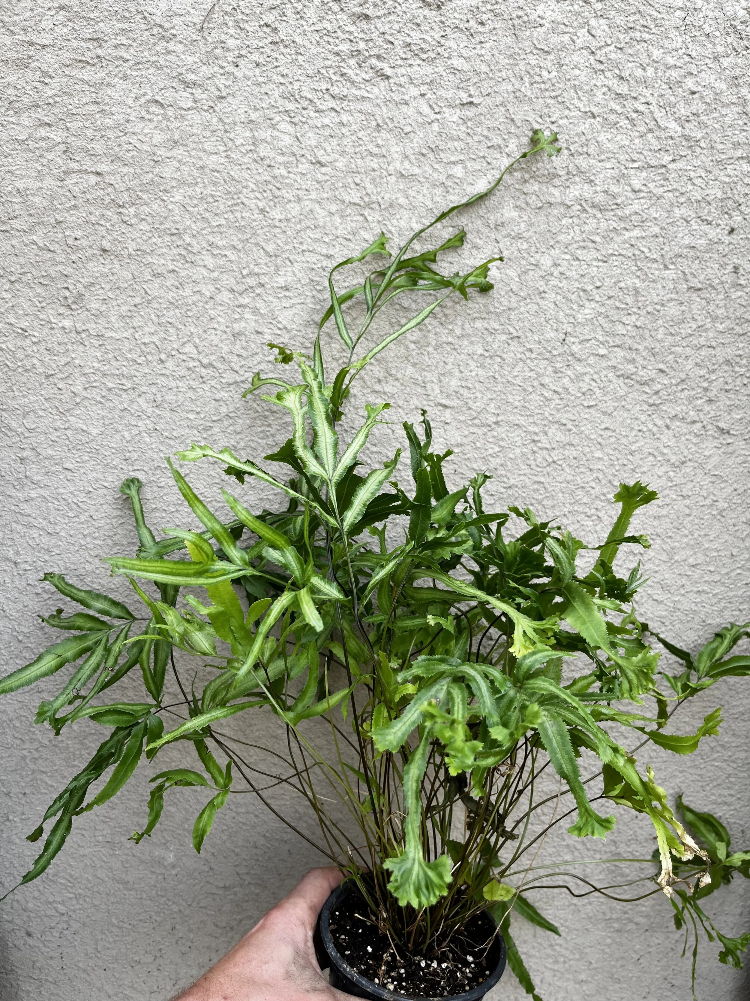 Pteris cretica 'Mayii' (6).JPG