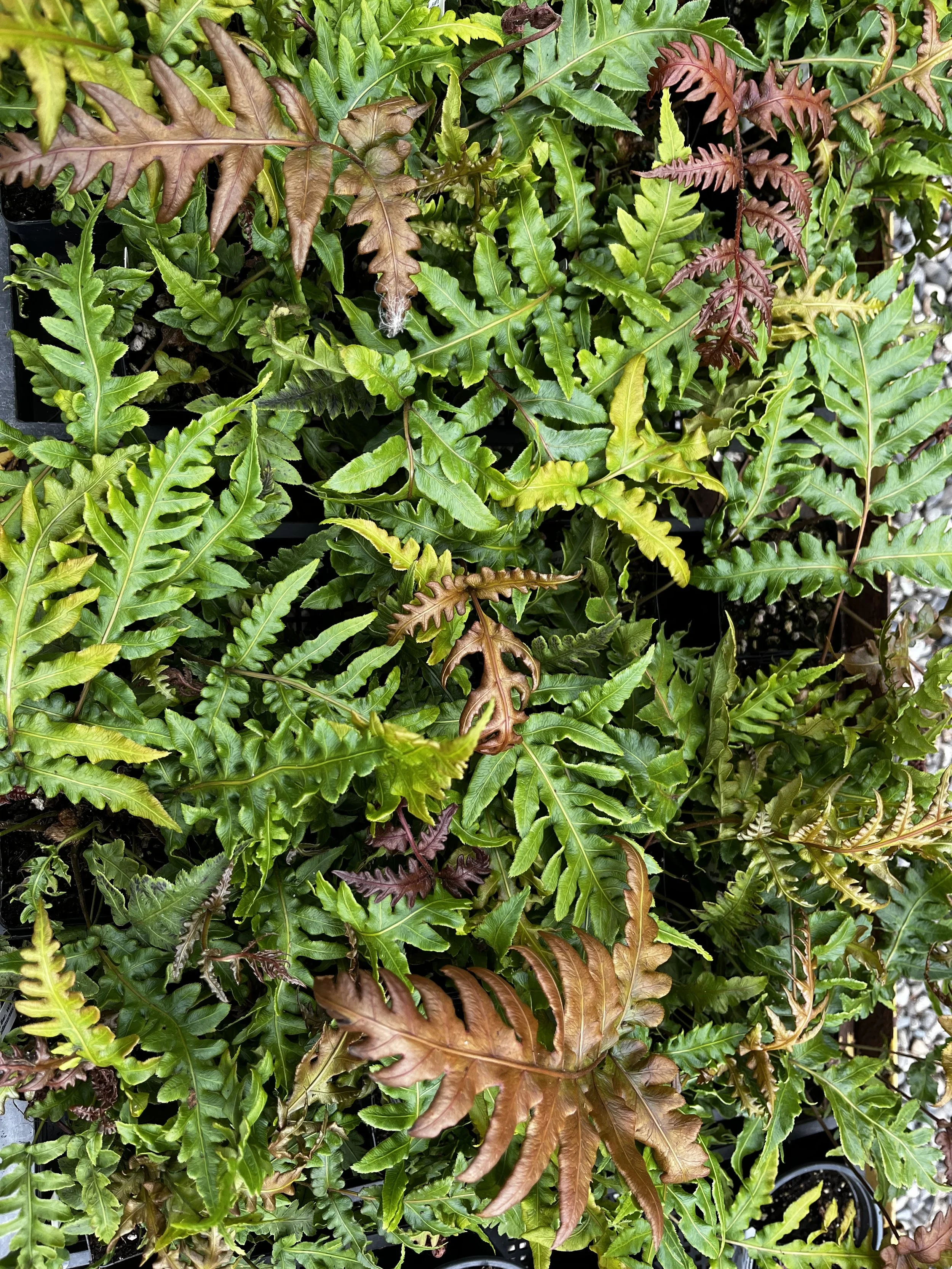 Woodwardia unigemata flat.JPG