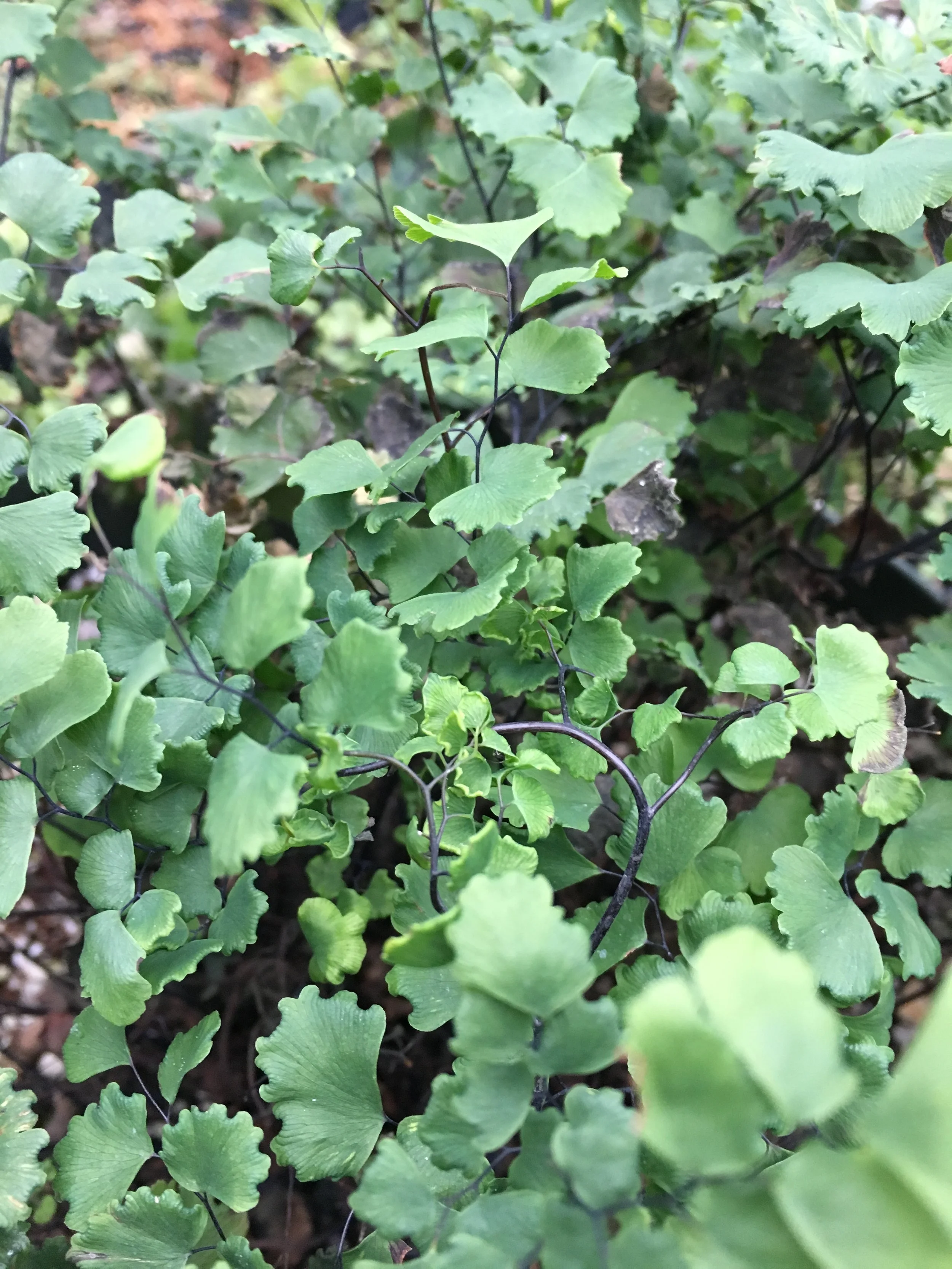Adiantum capillis-veneris.JPG