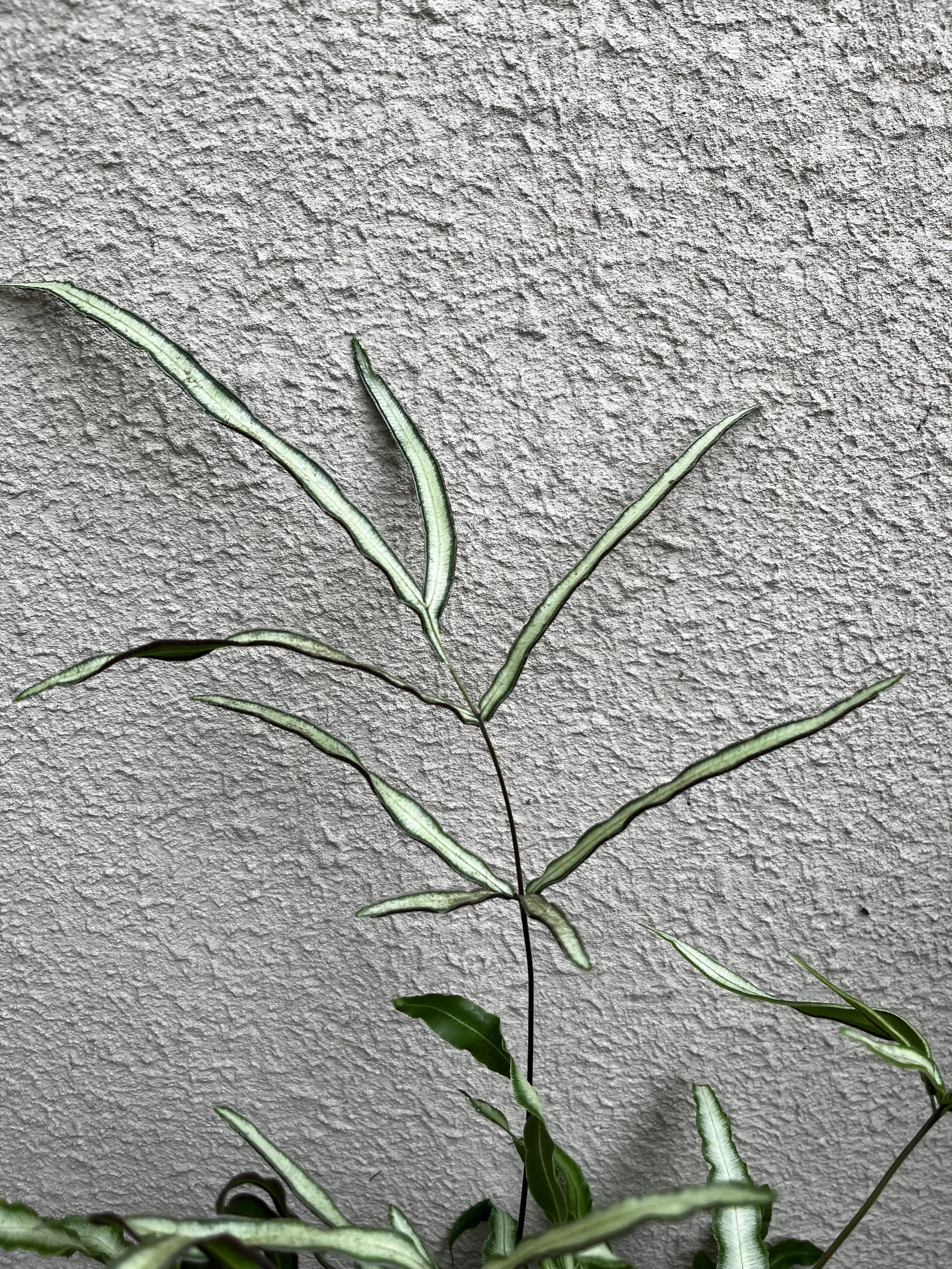 Pteris cretica 'Albolineata' fertile (4).JPG