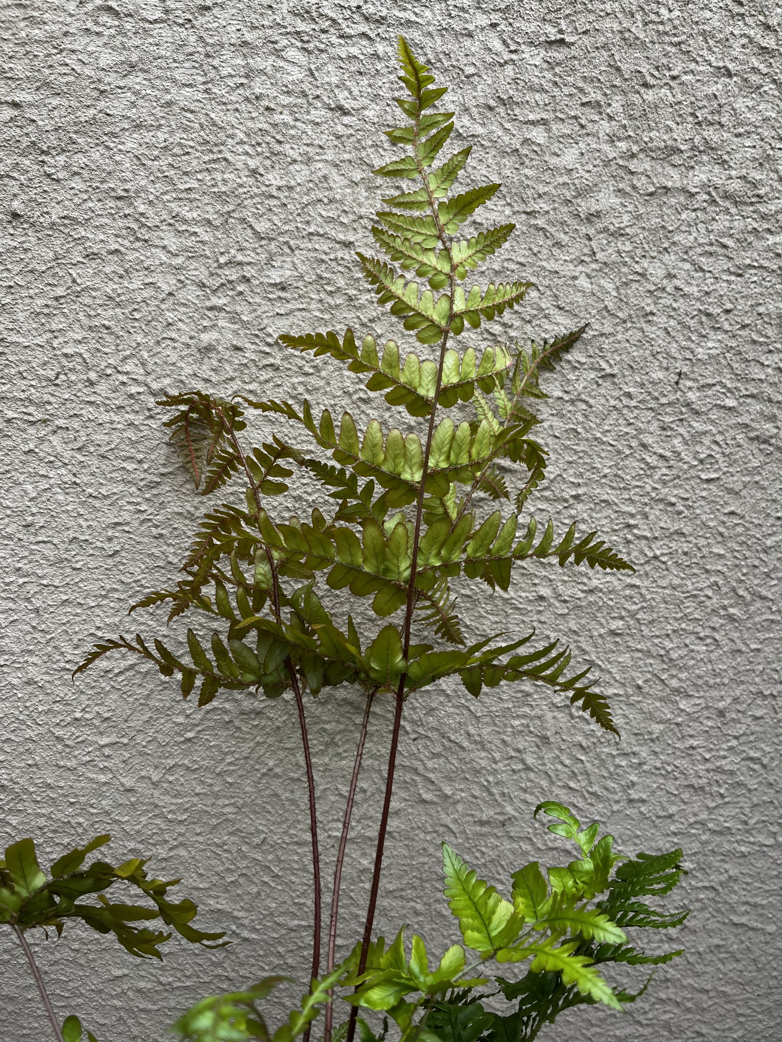 Dryopteris erythrosora 'Brilliance' (3).JPG