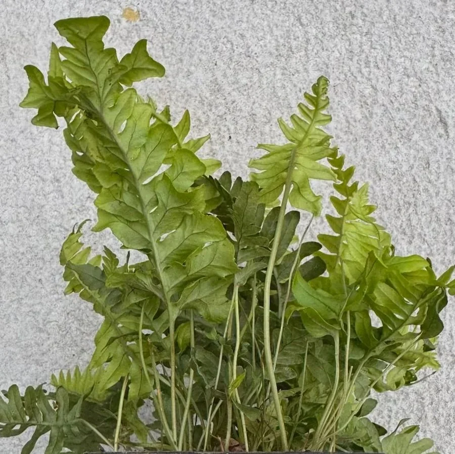 Polypodium%2Bvulgare%2B%2527Bifidomultifidum%2527%2B%25281%2529.jpg
