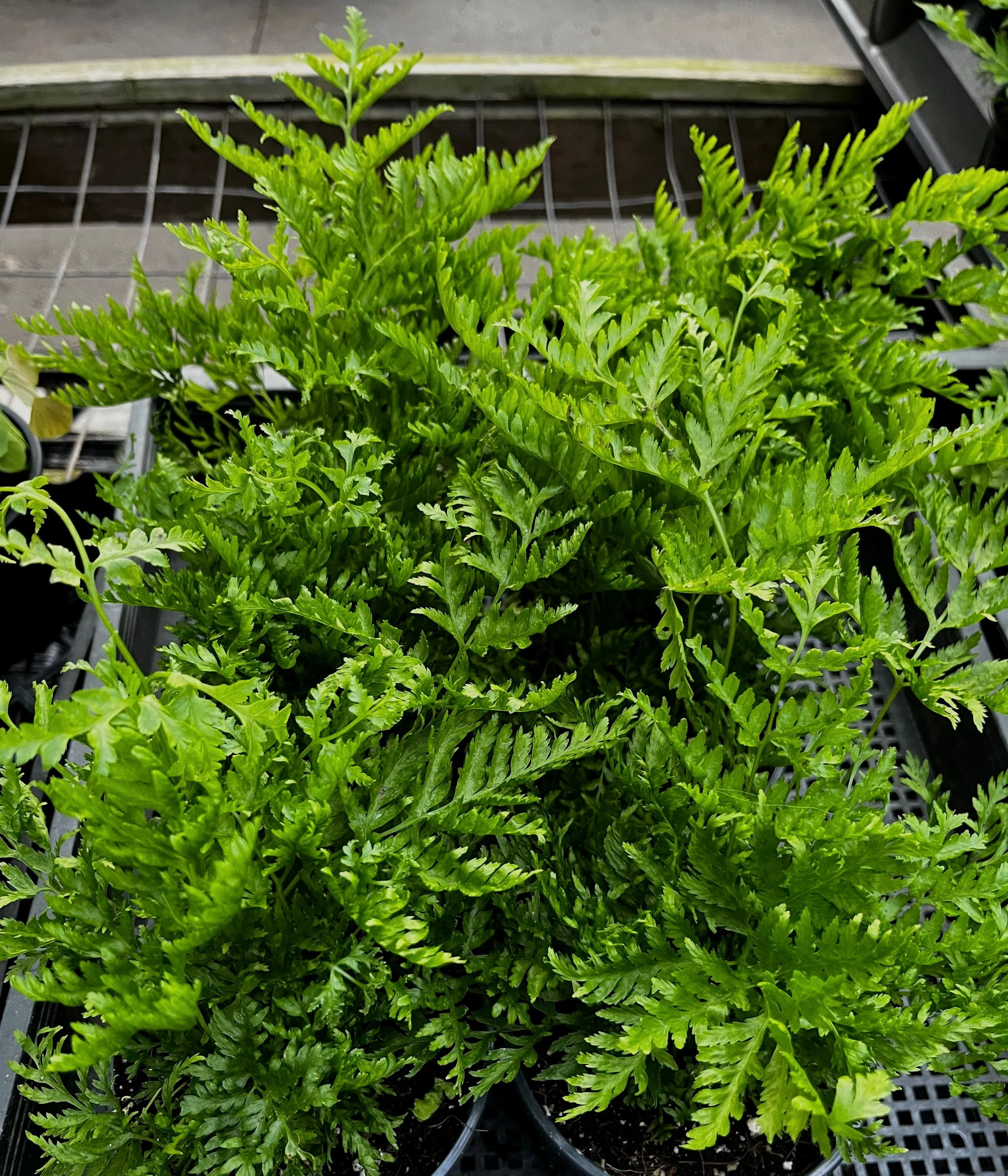Pteris%2Bstraminea%2B%25282%2529.jpg