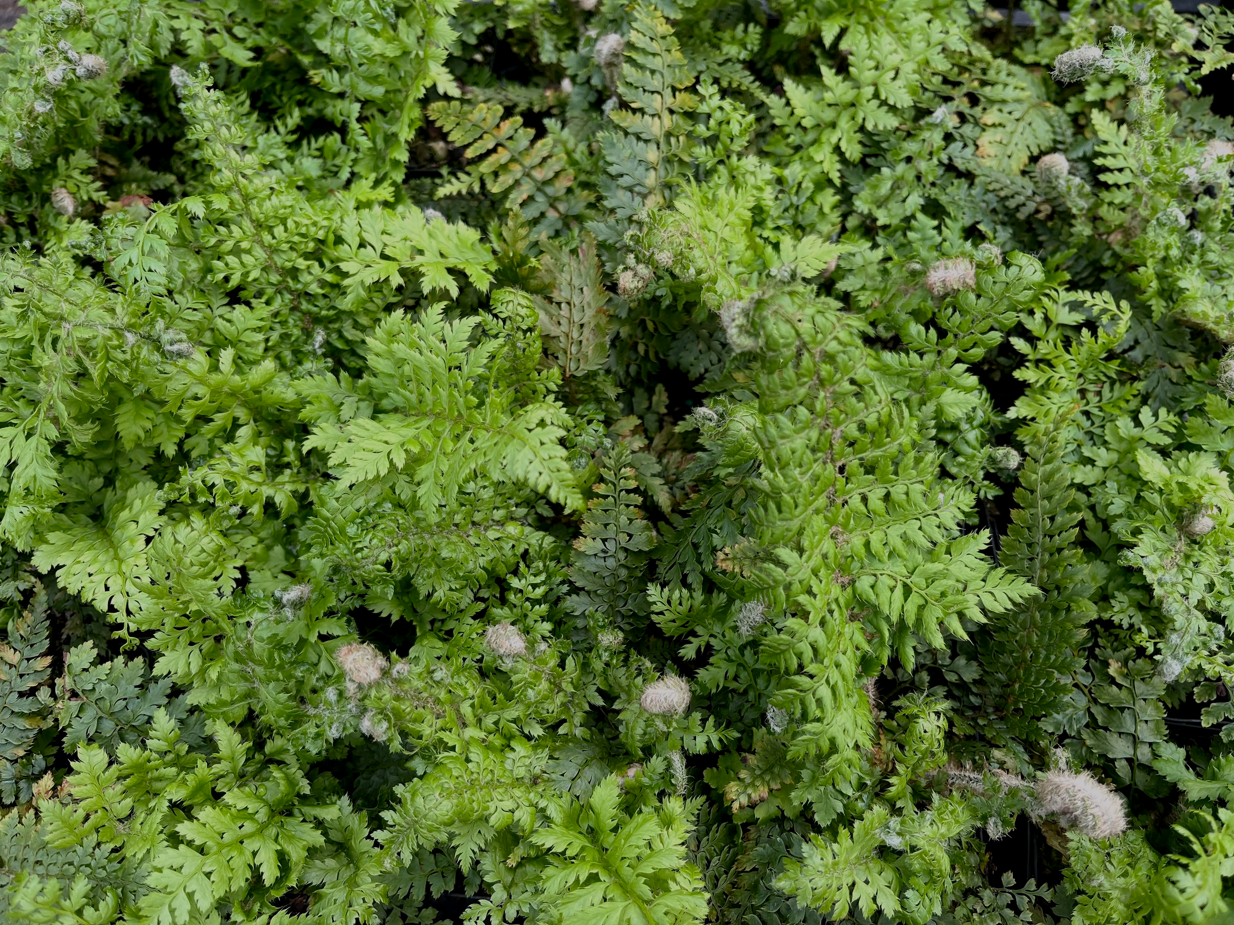 Polystichum%2Bsetiferum%2B%2527Wolstonii%2527.png