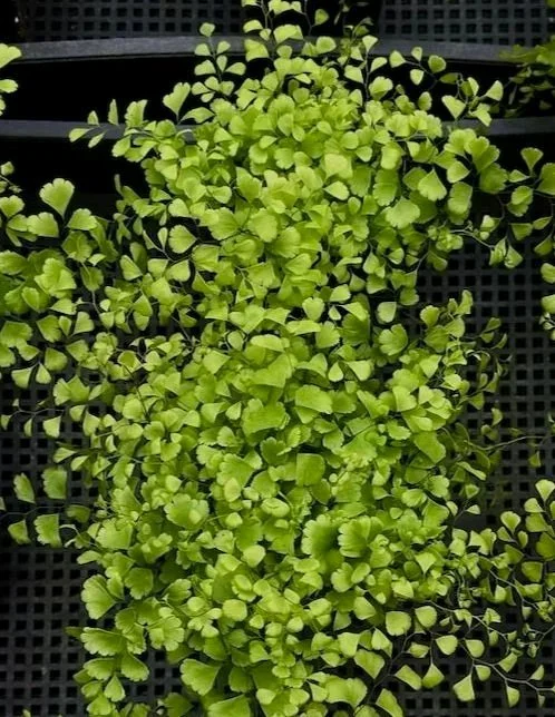 Adiantum%2Bx%2Bmairisii%2B%25286%2529.jpg