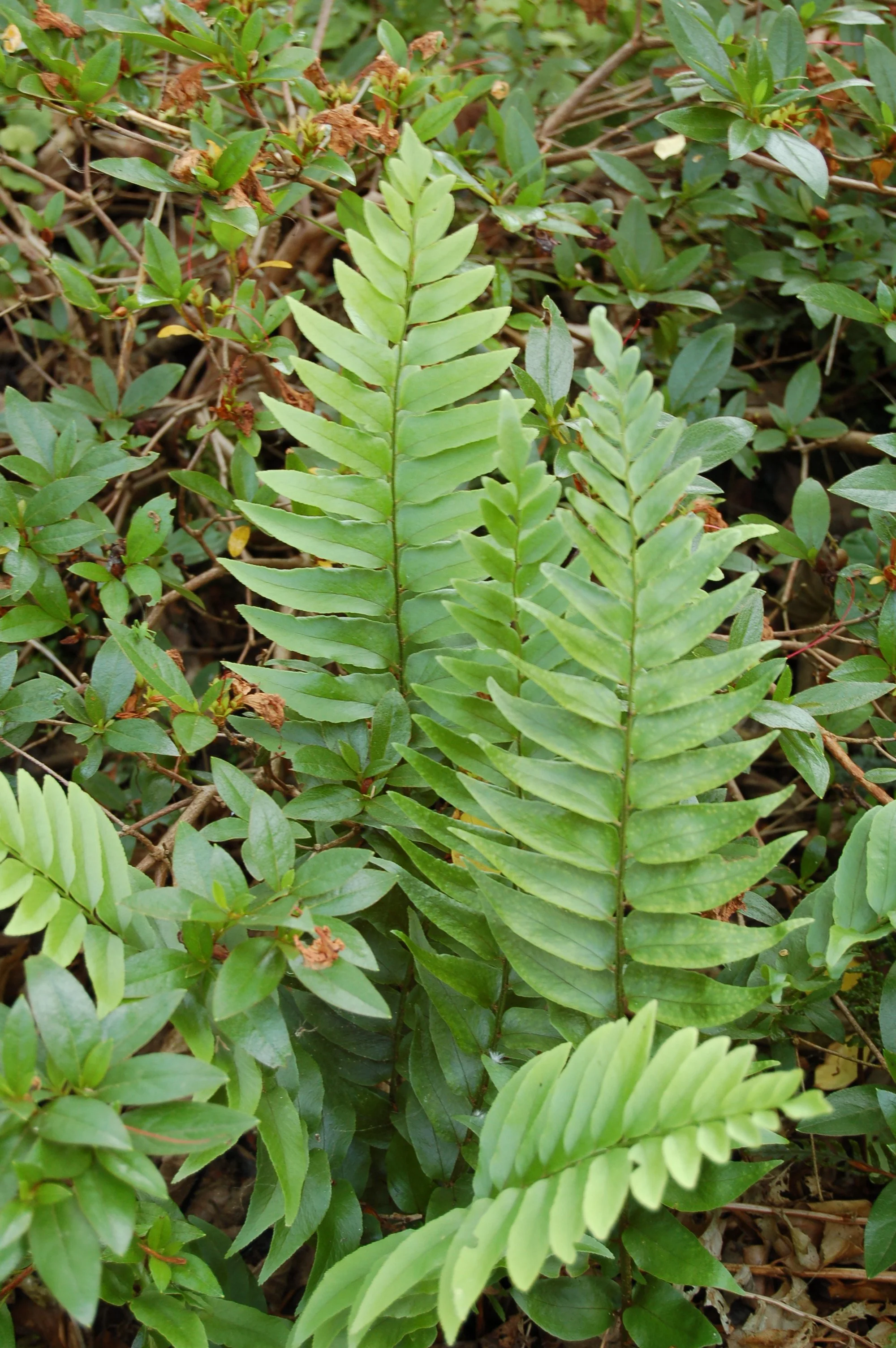 Fortune's Holly Fern