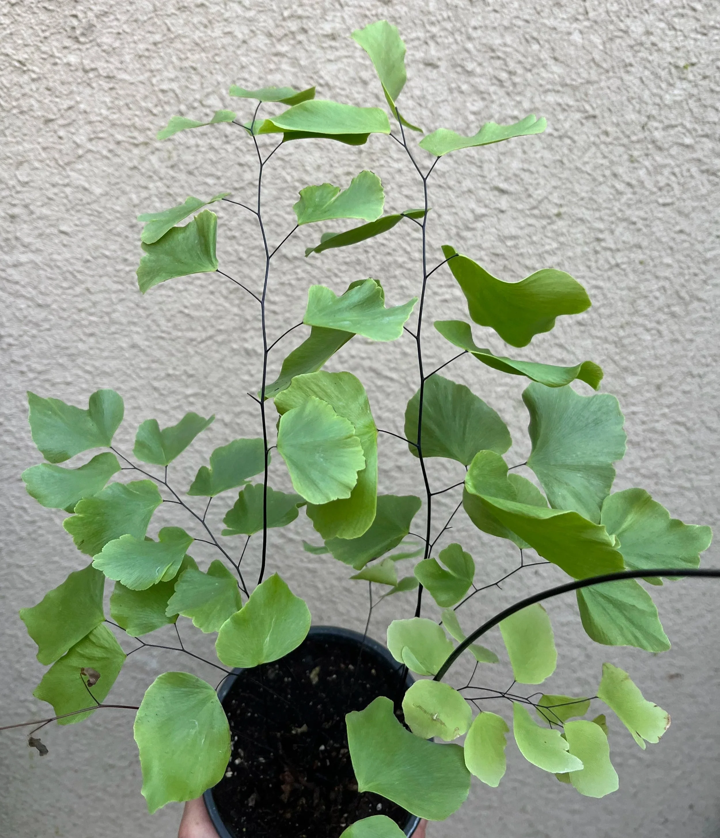 Adiantum+peruvianum+large+%281%29.jpg