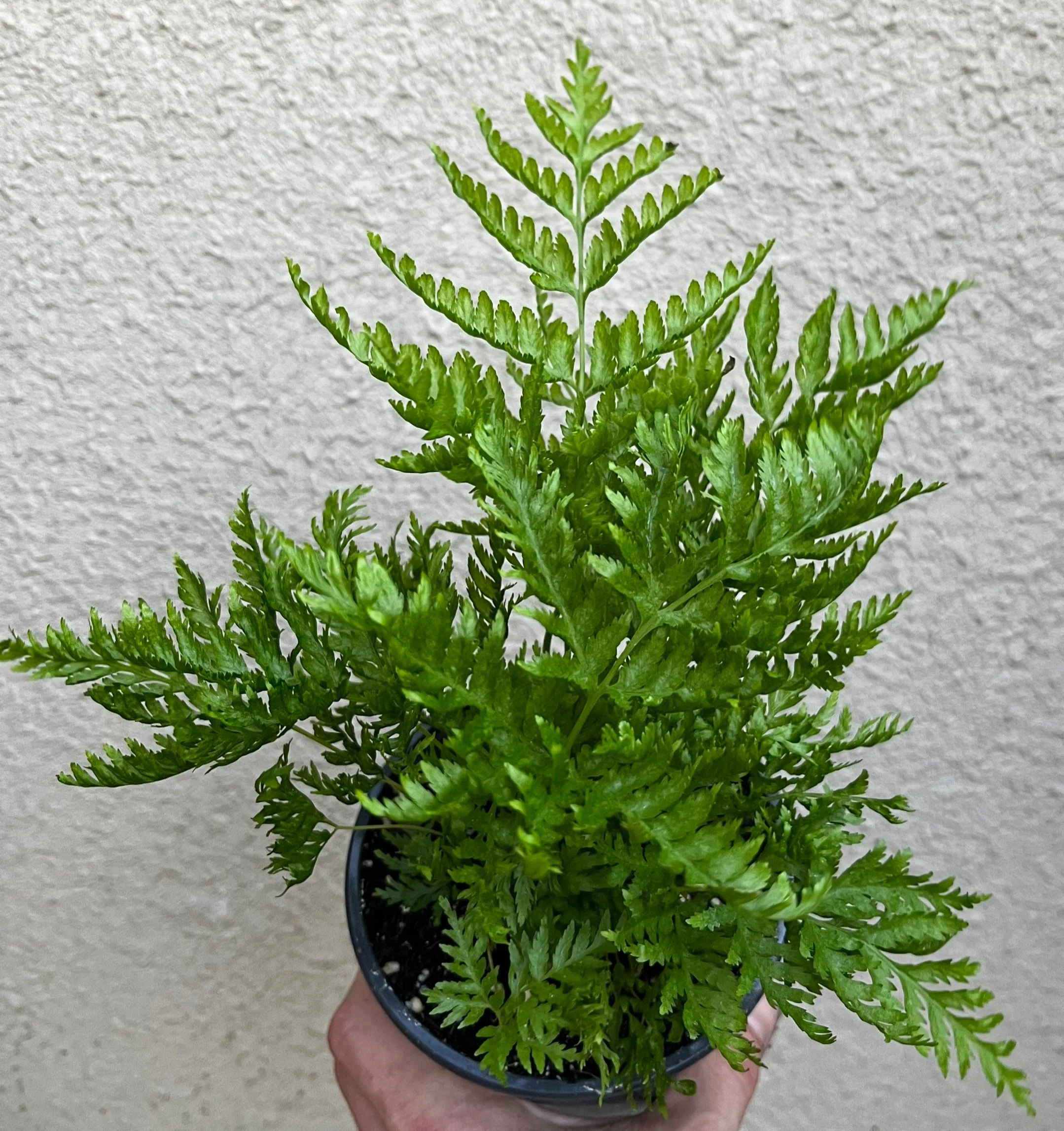 Pteris+straminea+%281%29.jpg