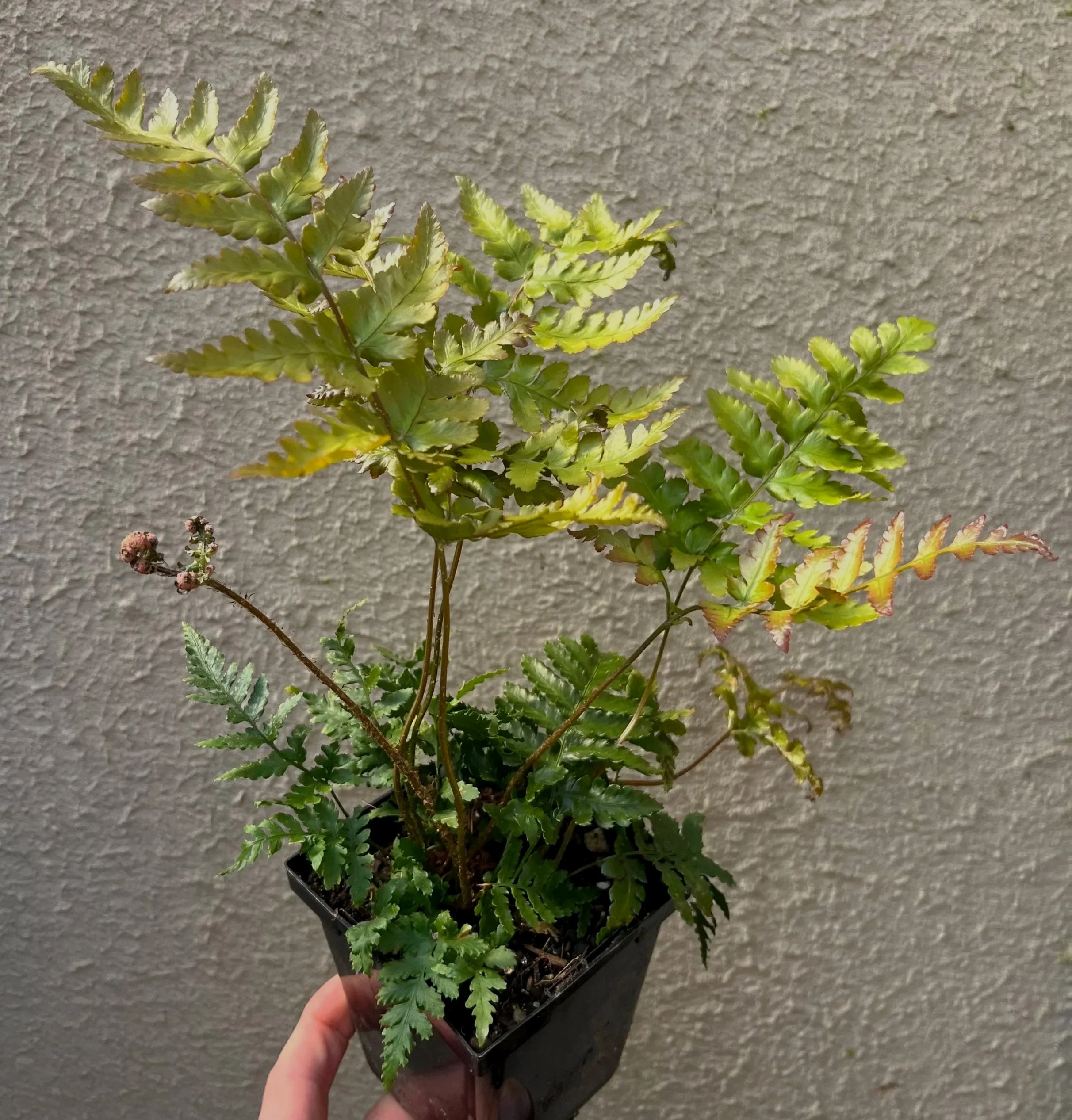 Dryopteris%2Bhondoensis%2B%25283%2529.jpg
