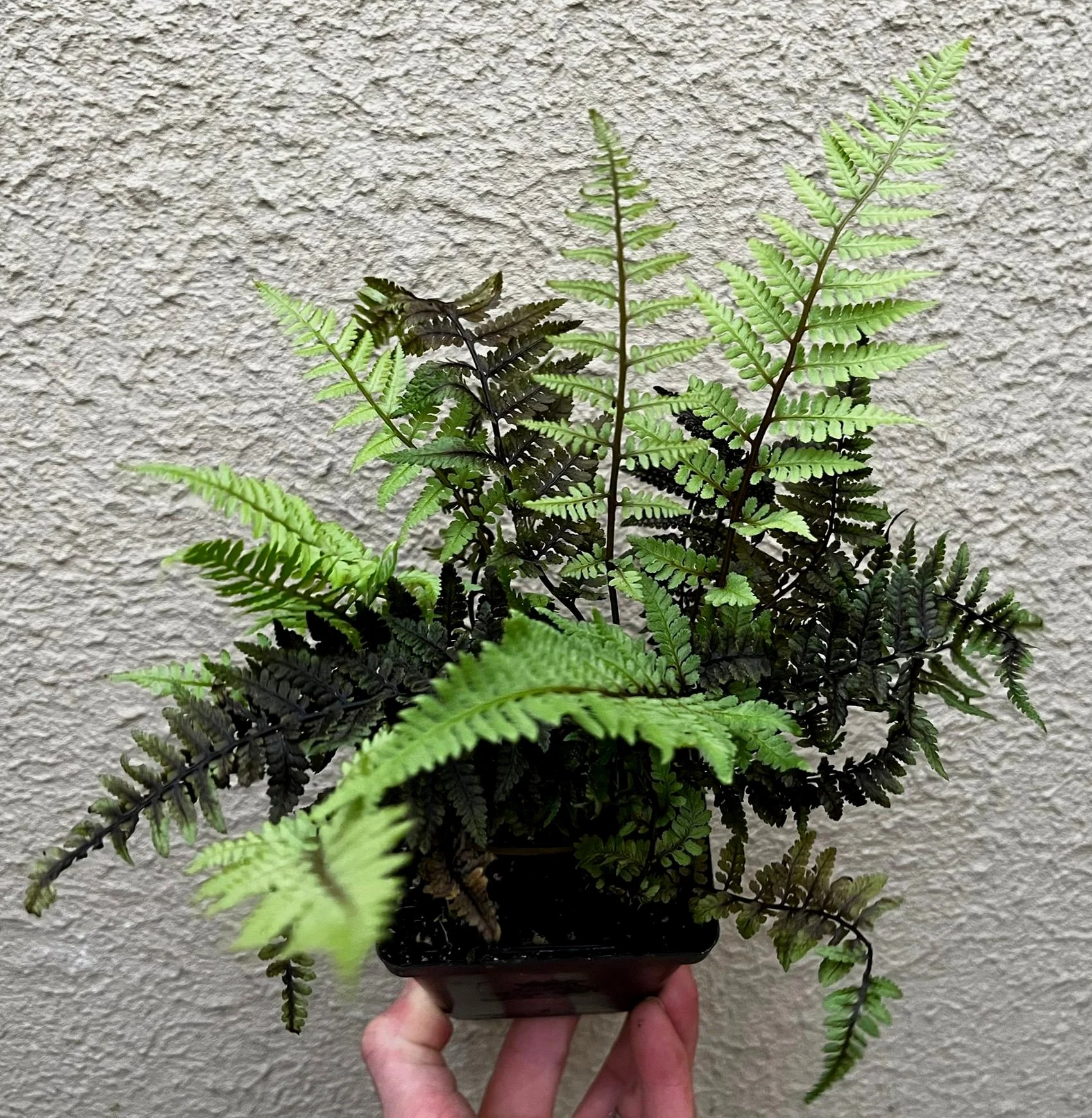 Athyrium%2B%2527Aubergine%2BLady%2527%2B%25284%2529.jpg