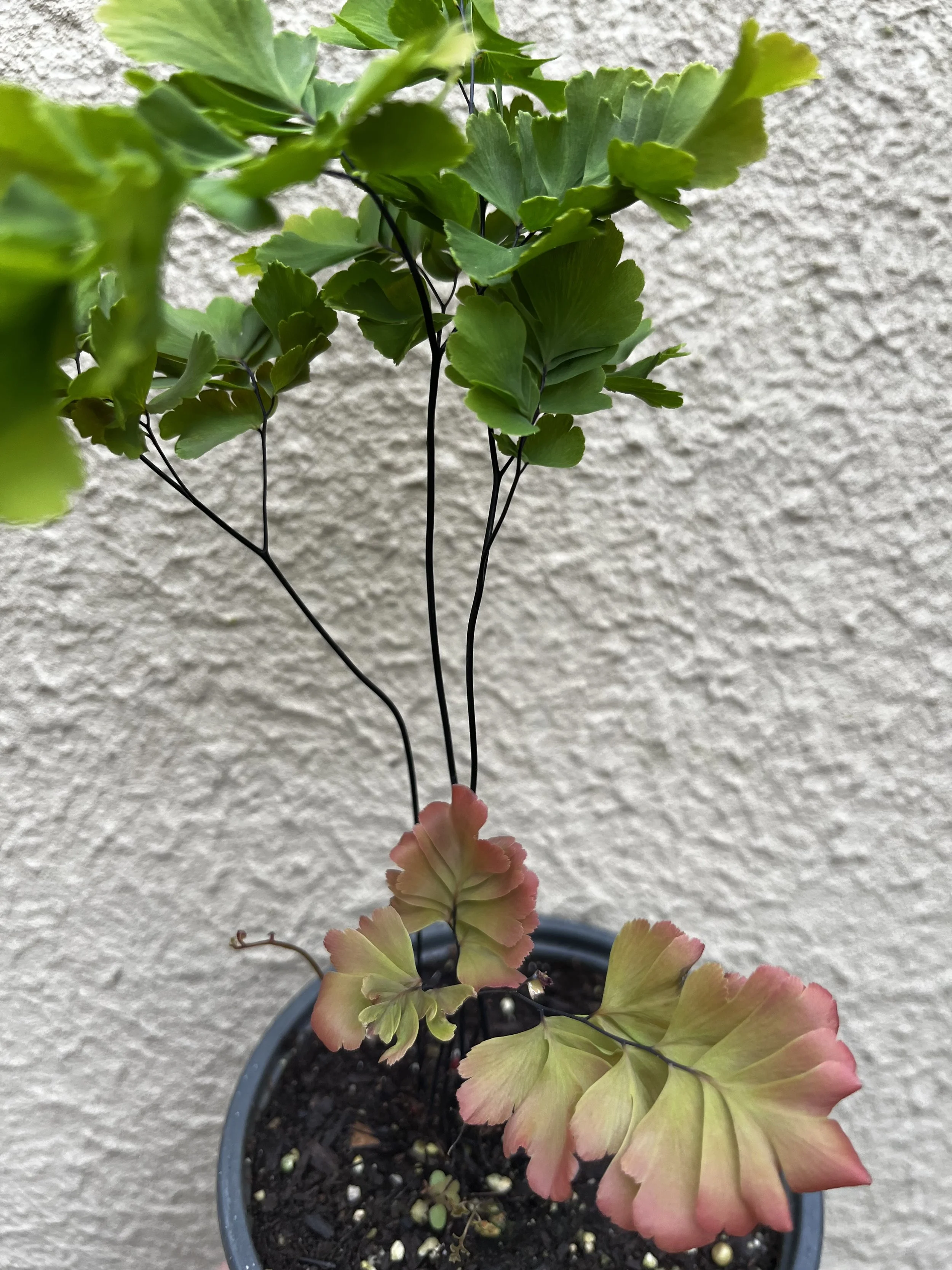 Adiantum tenerum 'Bicolor' (7).JPG