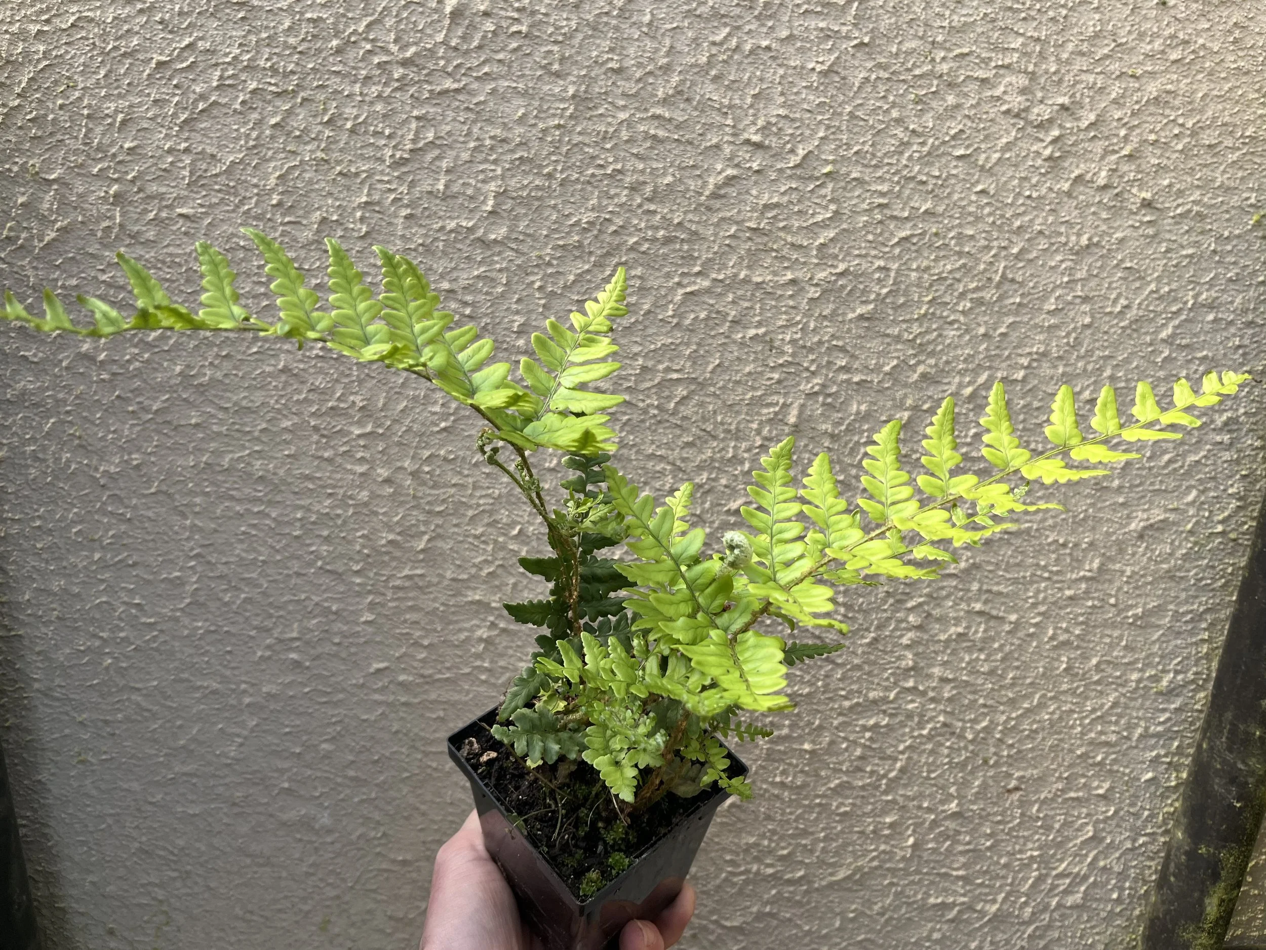 Champion's Wood Fern (Dryopteris championii)