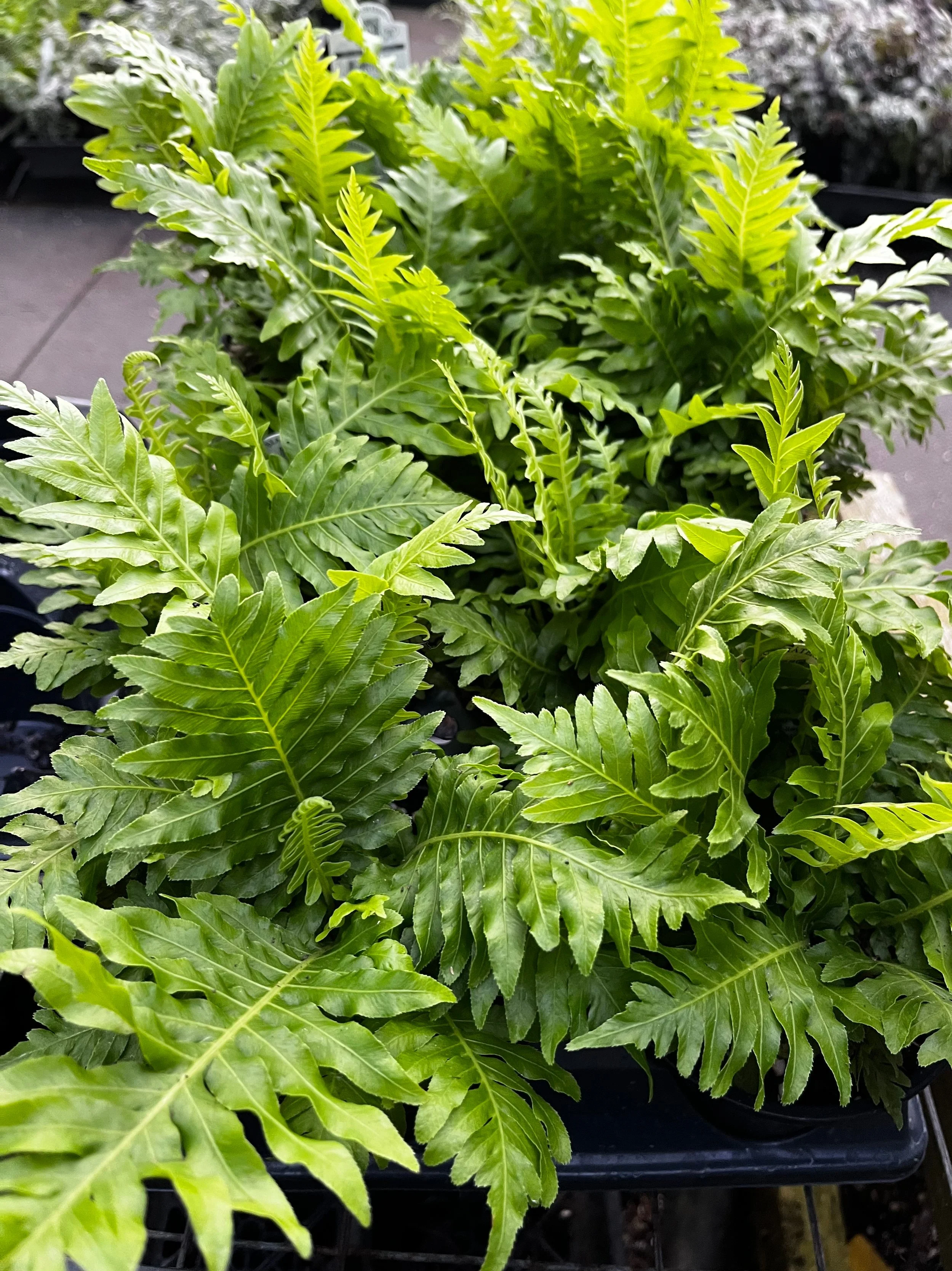 Blechnum+gibbum+%27Silver+Lady%27+%281%29.jpg