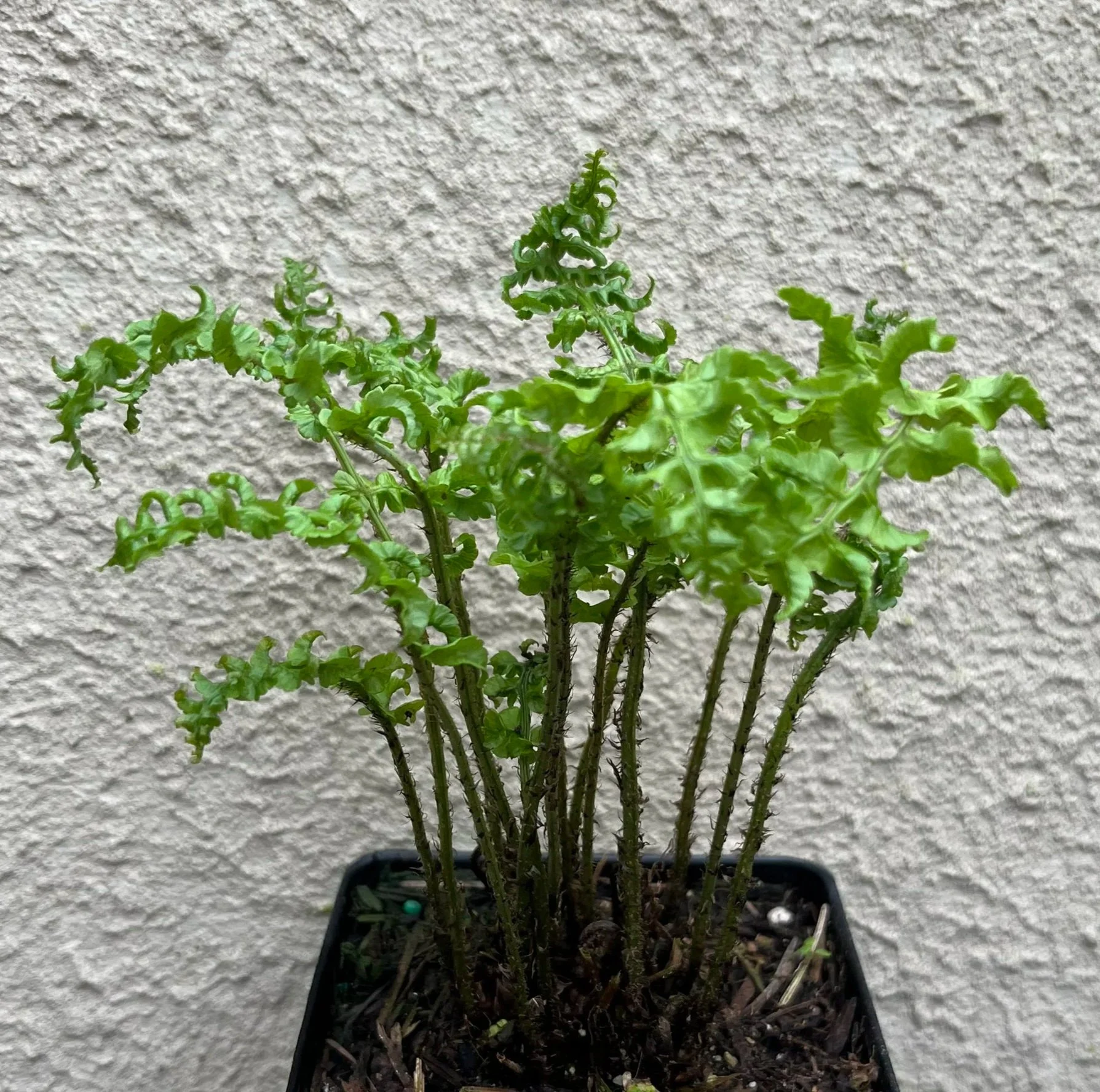 Cripsed Dickin's Wood Fern (Dryopteris dickinsii 'Crispa' [sold as D. 'Congesta'])