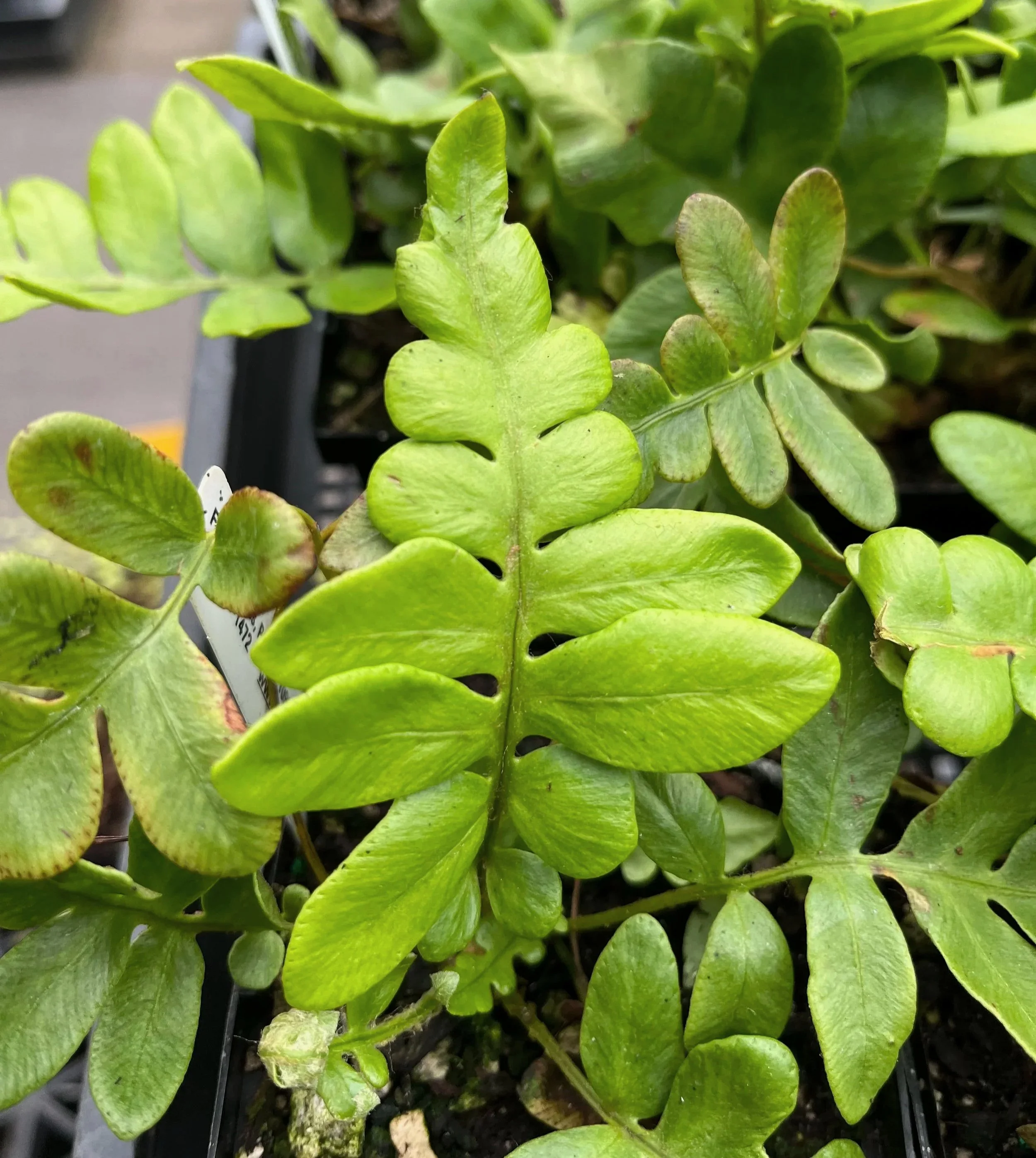 New Ferns — Fancy Fronds Nursery