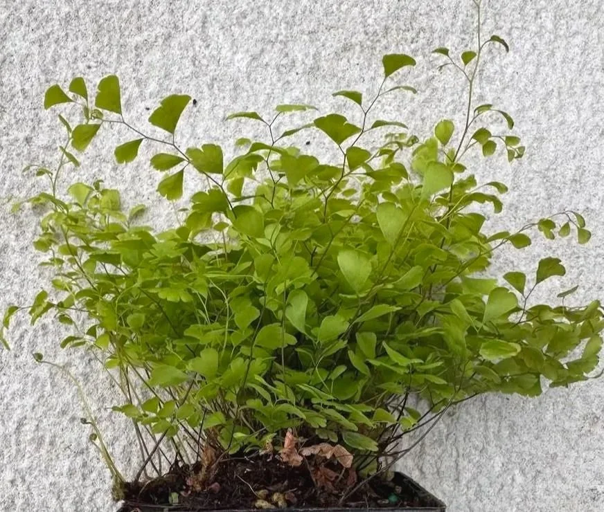 Adiantum%2Bx%2Bmairisii%2B%25283%2529.jpg