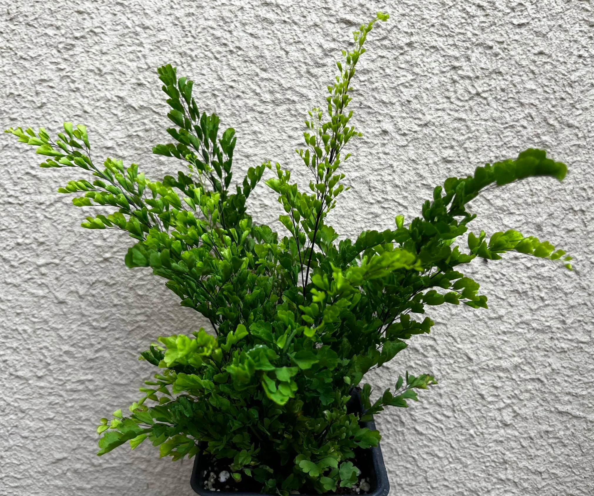 Adiantum+raddianum+%27Lisa%27+%286%29.png