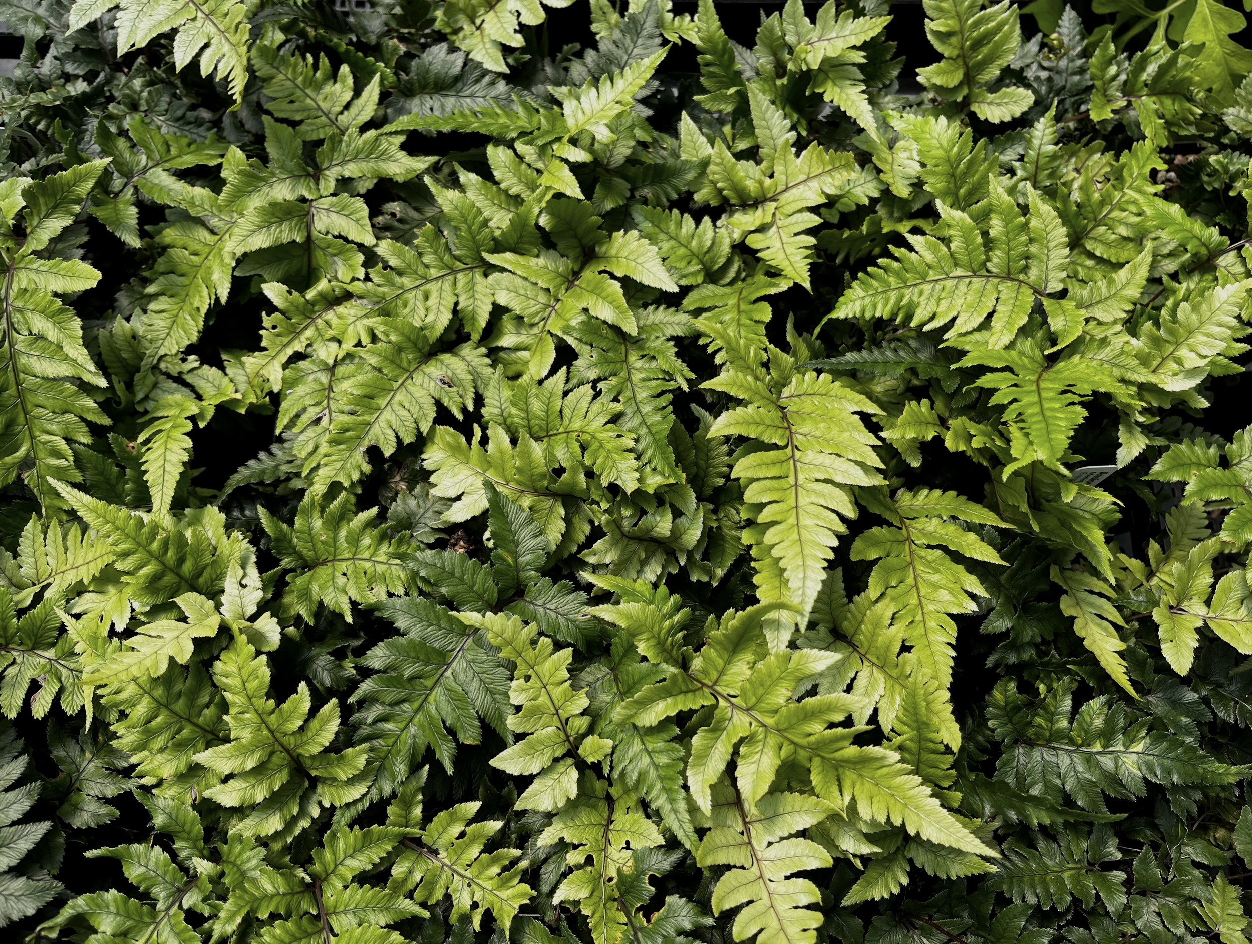 Anisocampium%2Bsheareri%2B%25281%2529.png