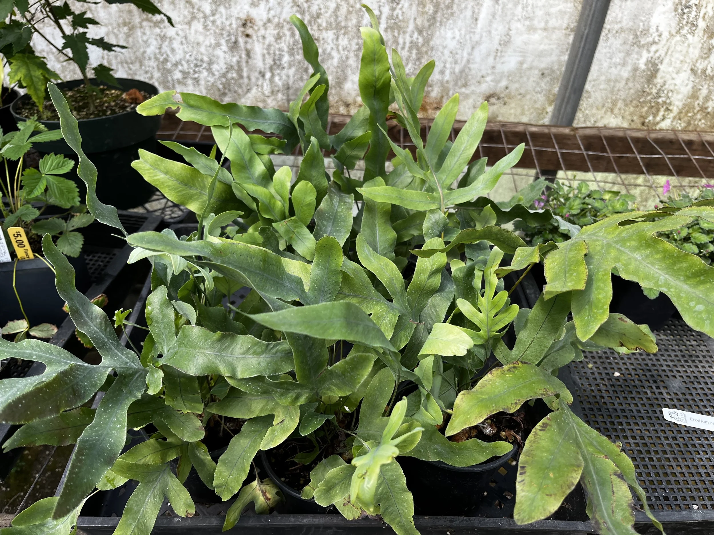 Phlebodium aureum 'Blue Star' (2).JPG