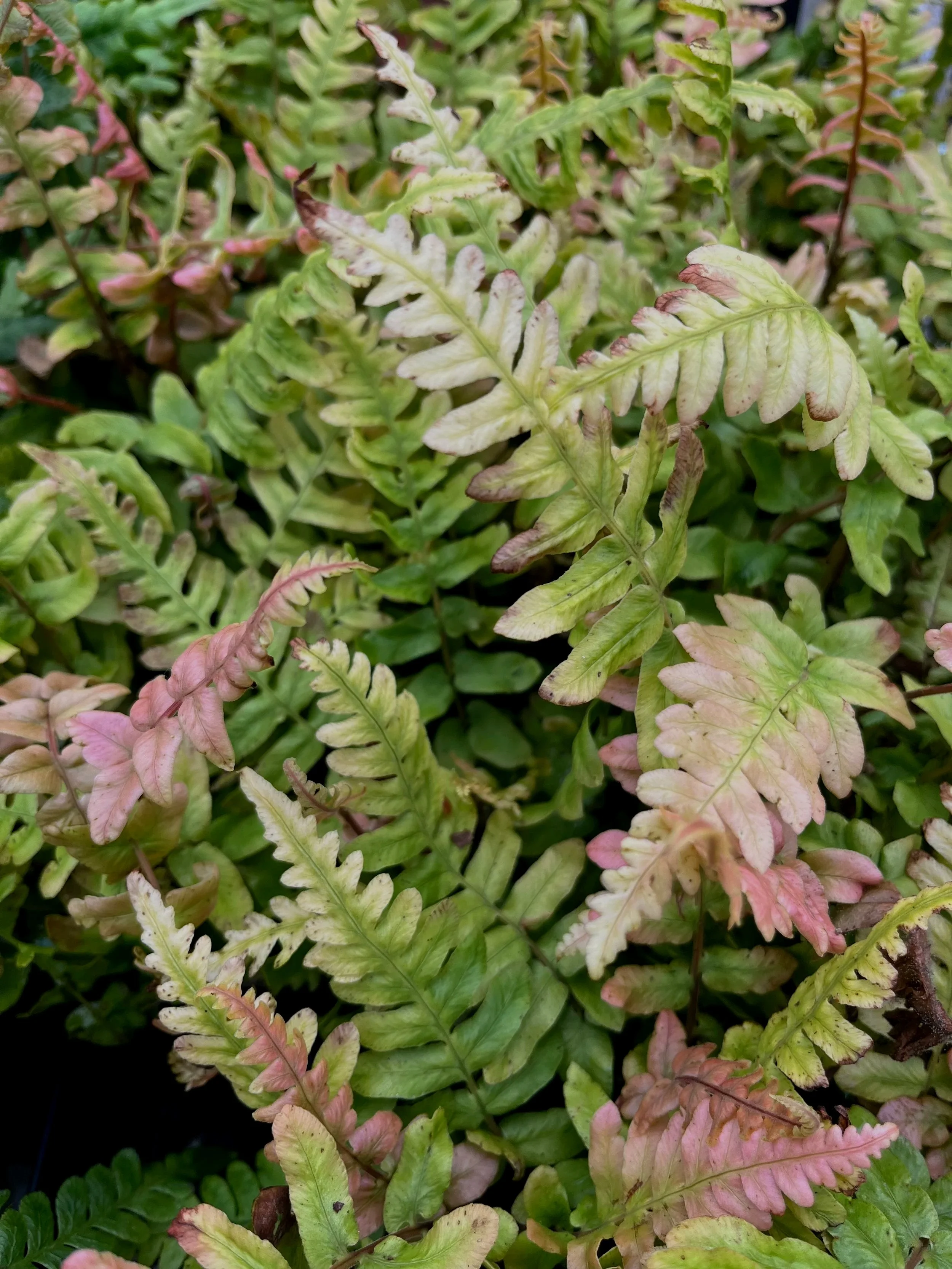 Blechnum+occidentale+%285%29.jpg