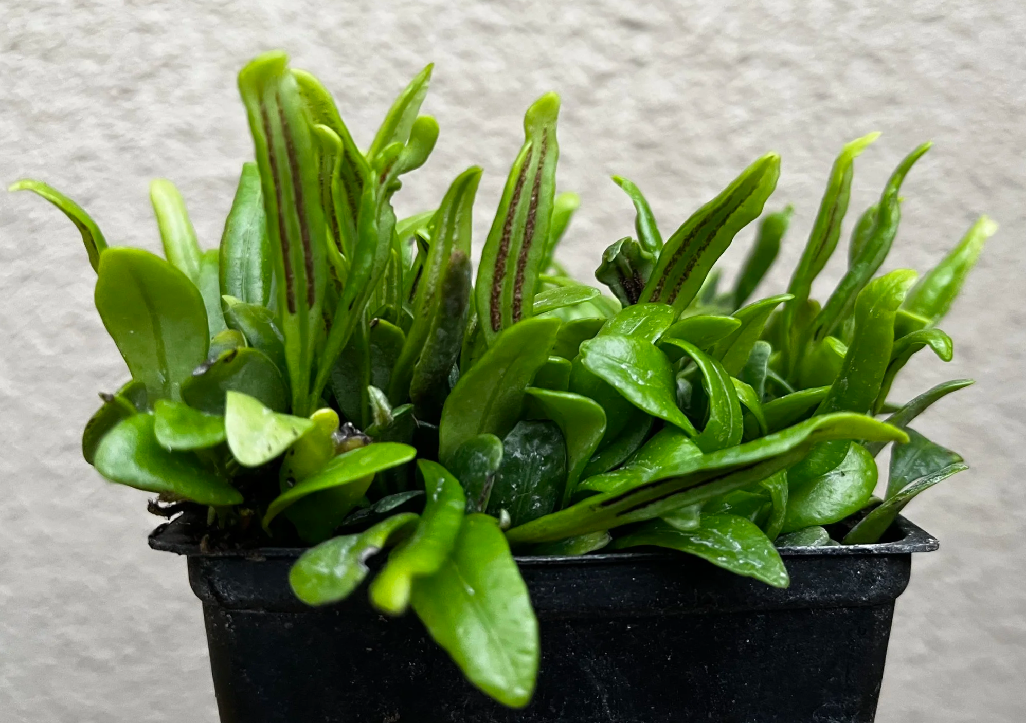 Lemmaphyllum+microphyllum+%282%29.png