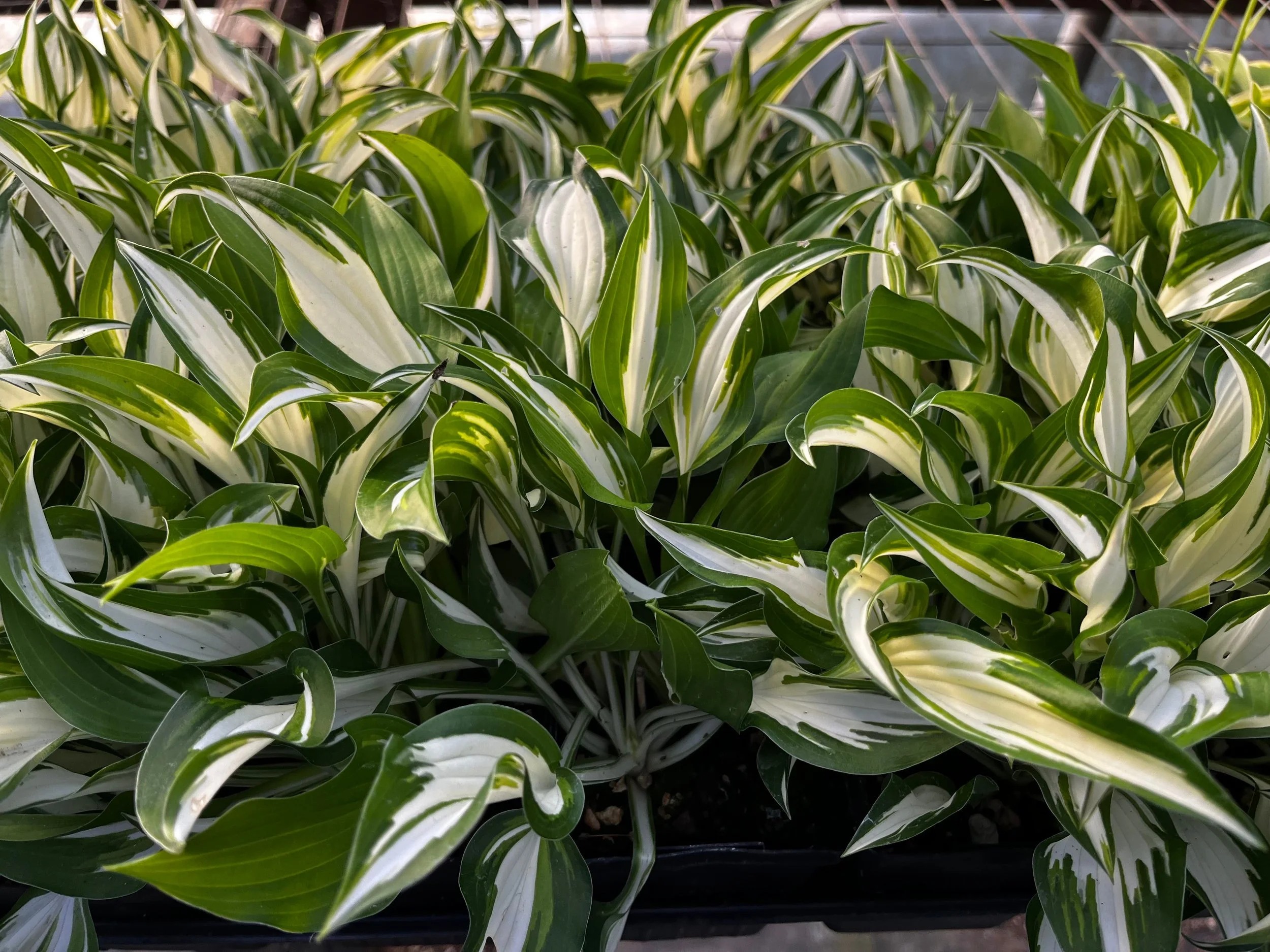 Hosta 'Hideout'