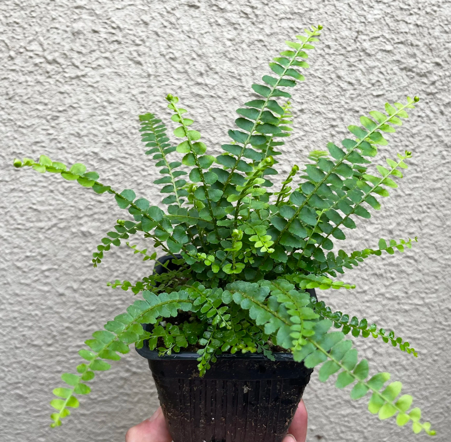 Nephrolepis+cordifolia+%27Lemon+Buttons%27+%288%29.png