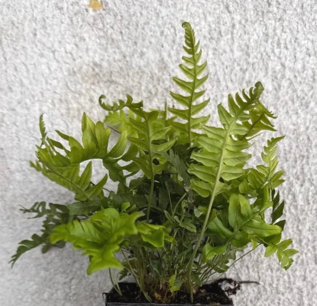 Polypodium%2Bvulgare%2B%2527Bifidomultifidum%2527%2B%25284%2529.jpg