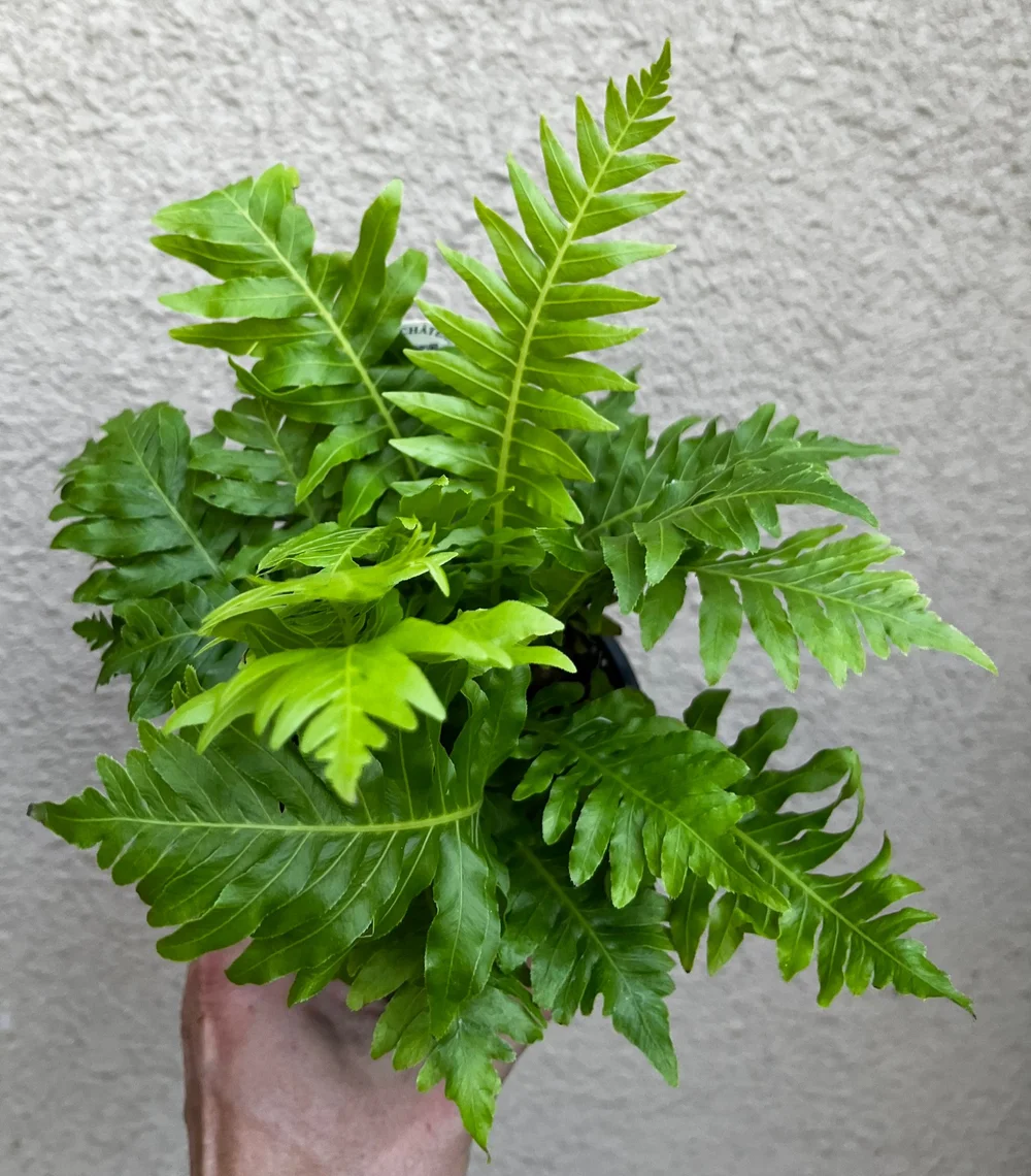 taxus baccata homöopathie TAXUS BACCATA 30 – Buy Bakson main image 1