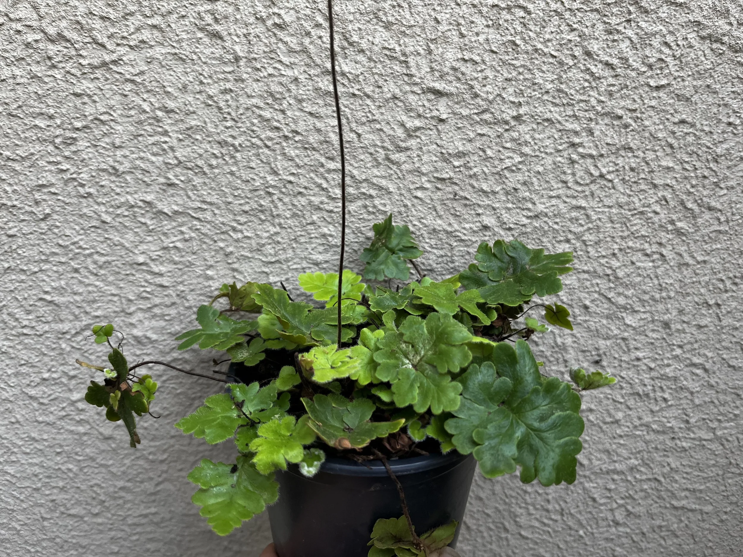 Doryopteris cordata (5).JPG