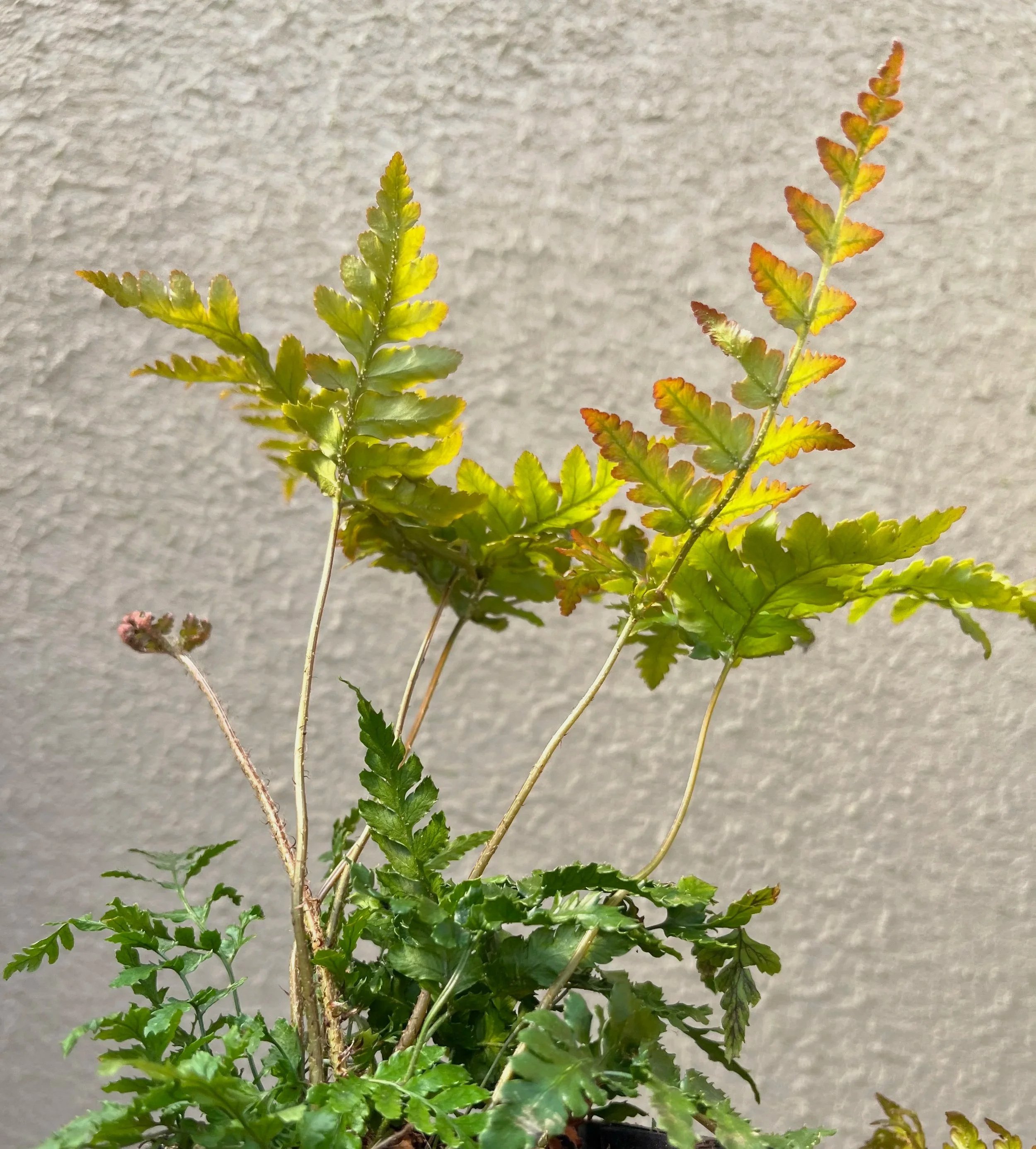 Dryopteris%2Bhondoensis%2B%25286%2529.jpg