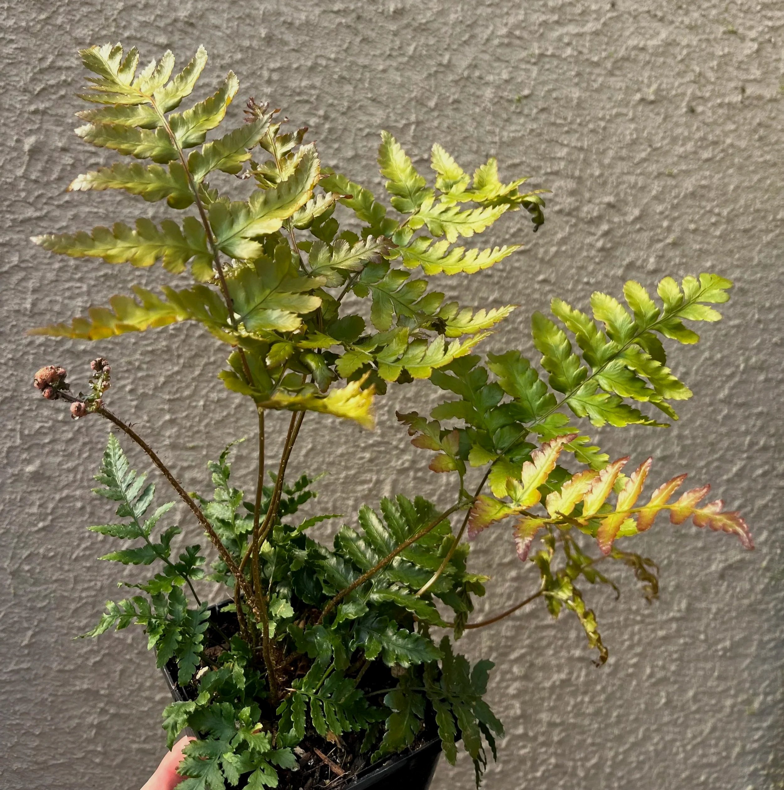 Dryopteris%2Bhondoensis%2B%25284%2529.jpg