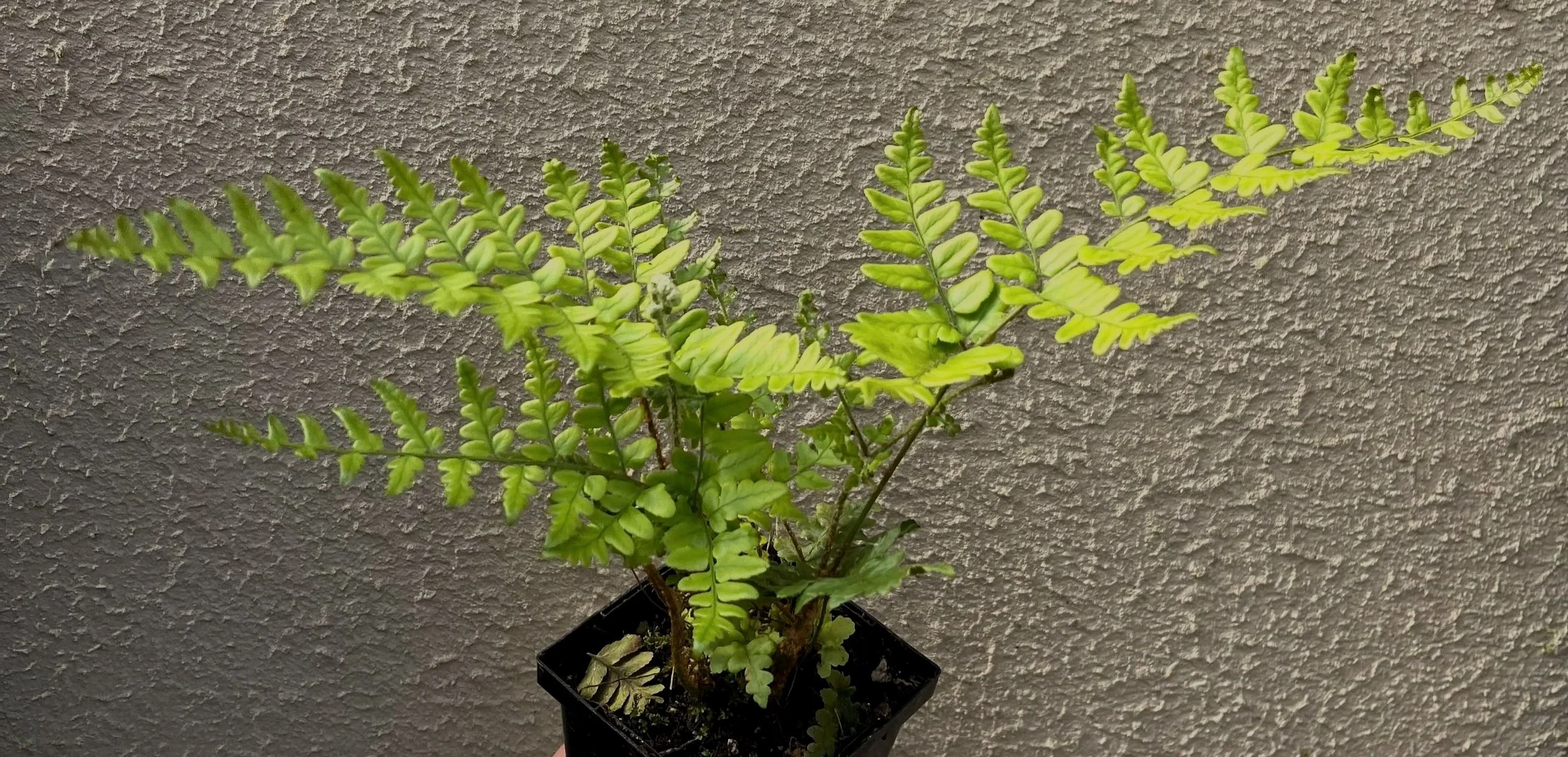 Dryopteris%2Bchampionii%2B%25283%2529.jpg
