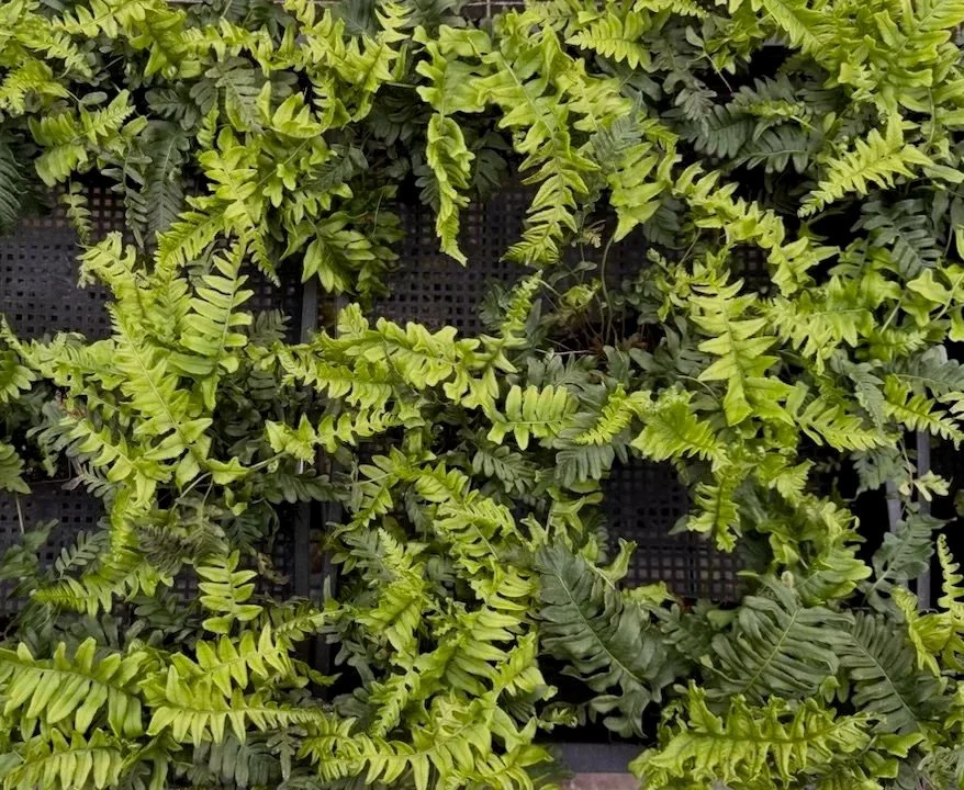 Polypodium%2Bvulgare%2B%2527Bifidomultifidum%2527%2B%25282%2529.jpg