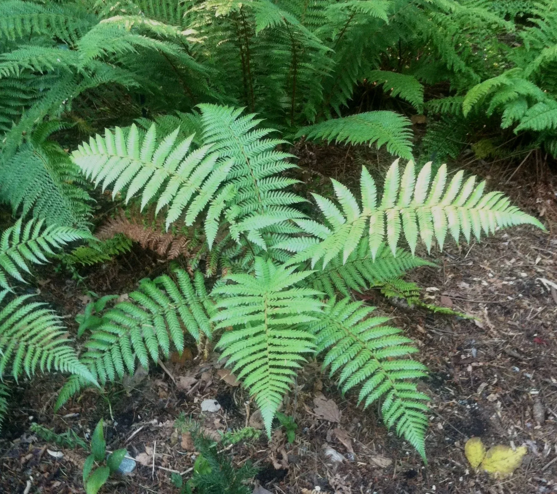 Dryopteris%2Bcomplexa.jpg