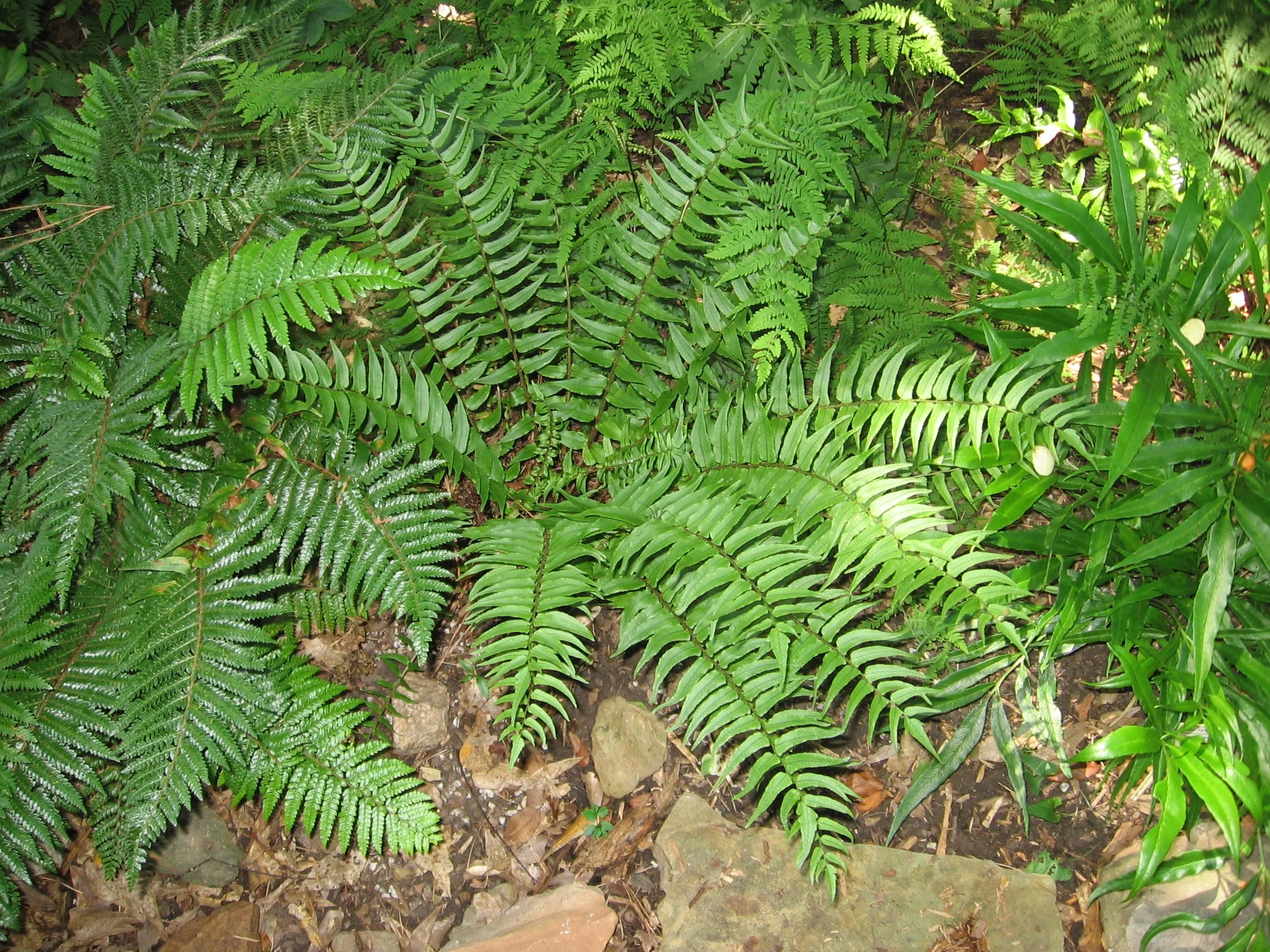 Fortune's Holly Fern or Hardy Japanese Holly Fern (Cyrtomium fortunei)