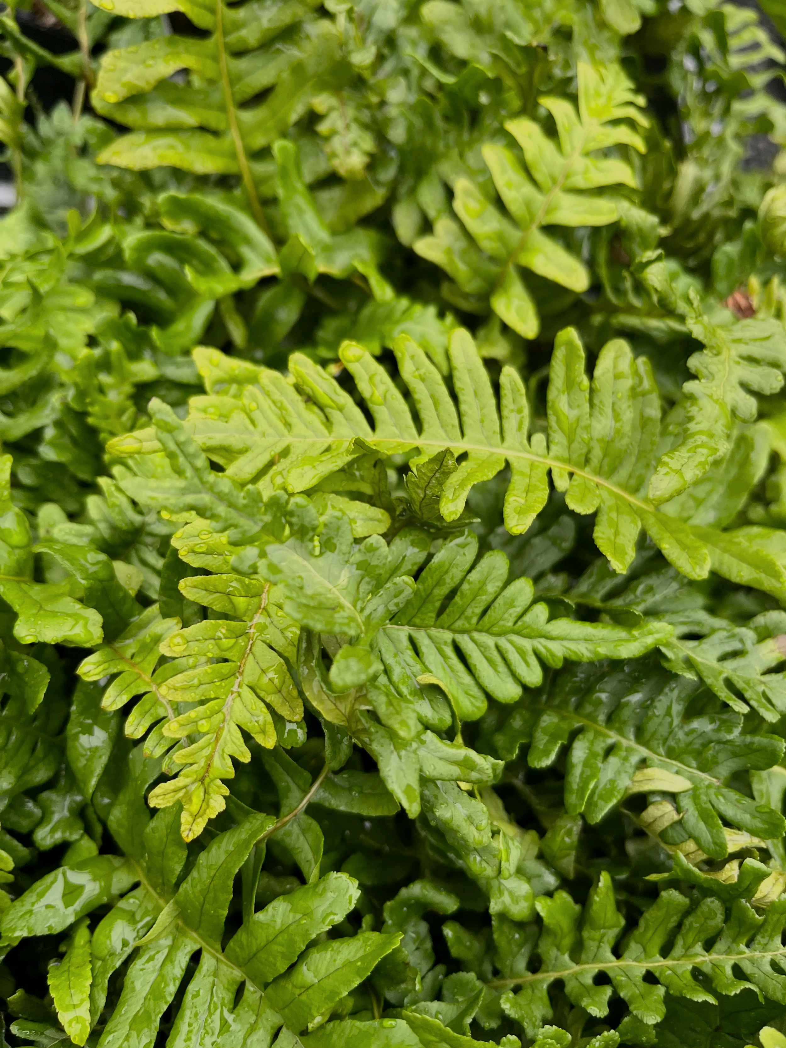 Polypodium+vulgare+%27Bifido-Multifidum%27.png
