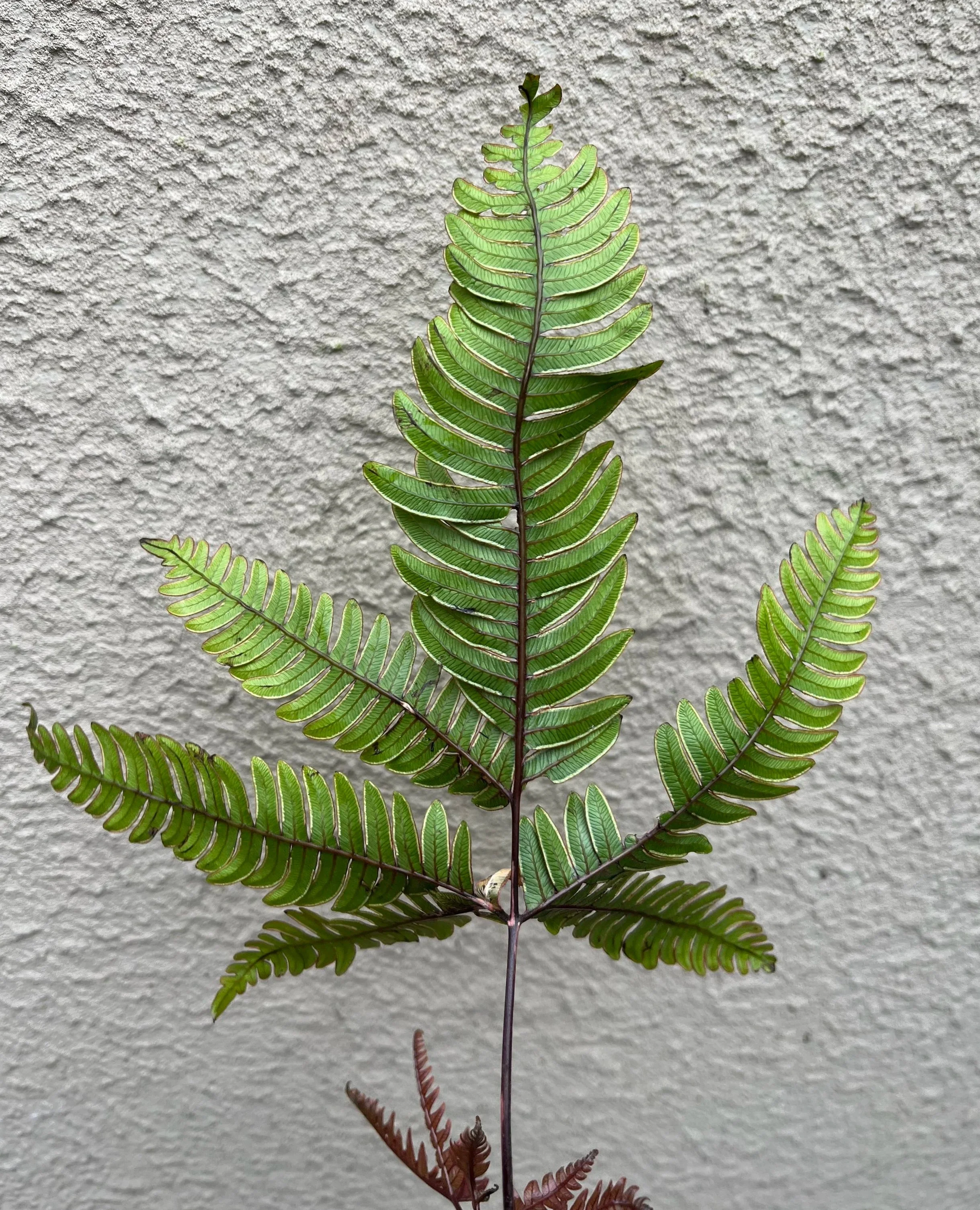 Pteris+aspericaulis+var.+tricolor+%281%29.jpg