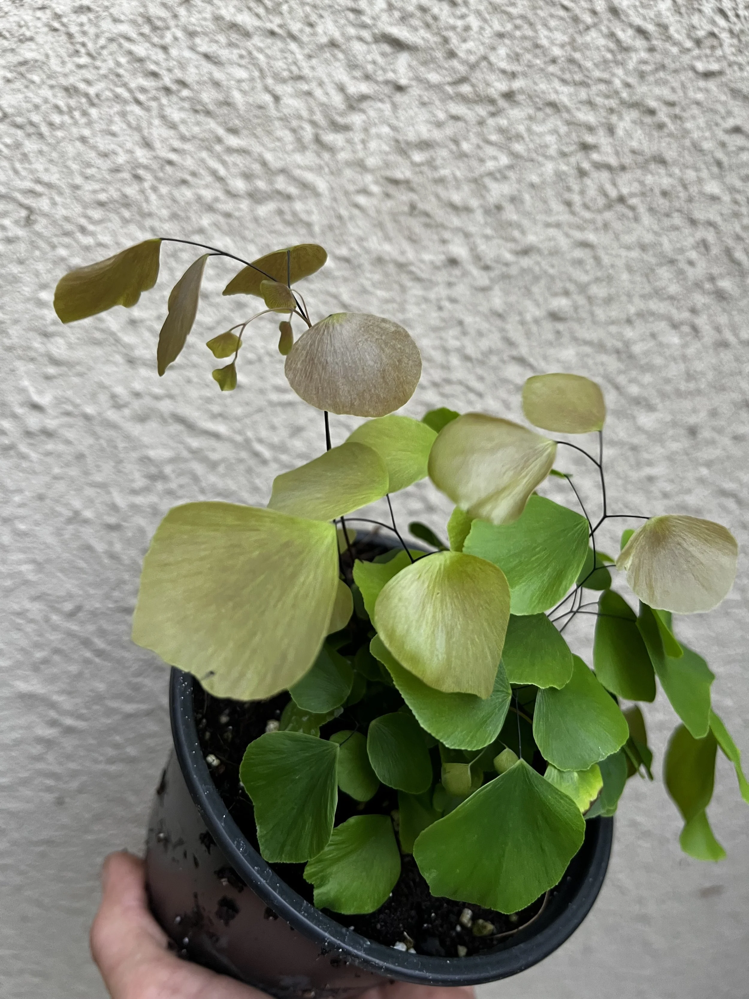 Silver Dollar Fern (Adiantum peruvianum)