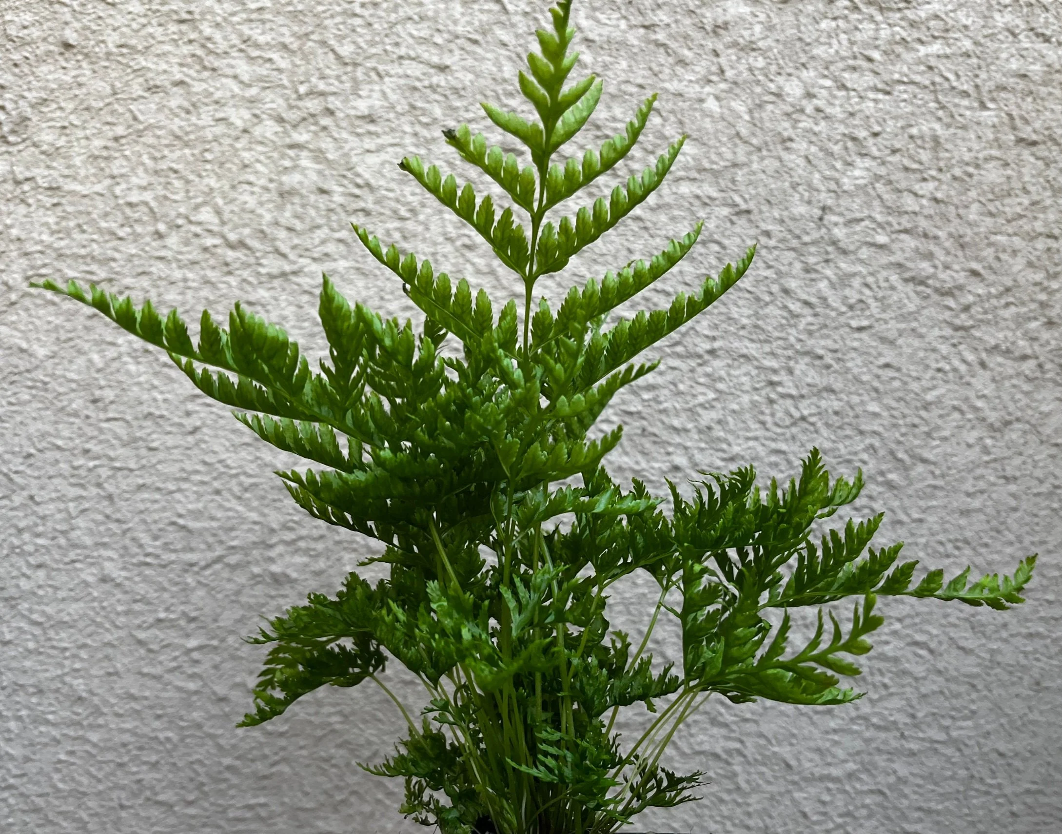Pteris+straminea+%286%29.jpg