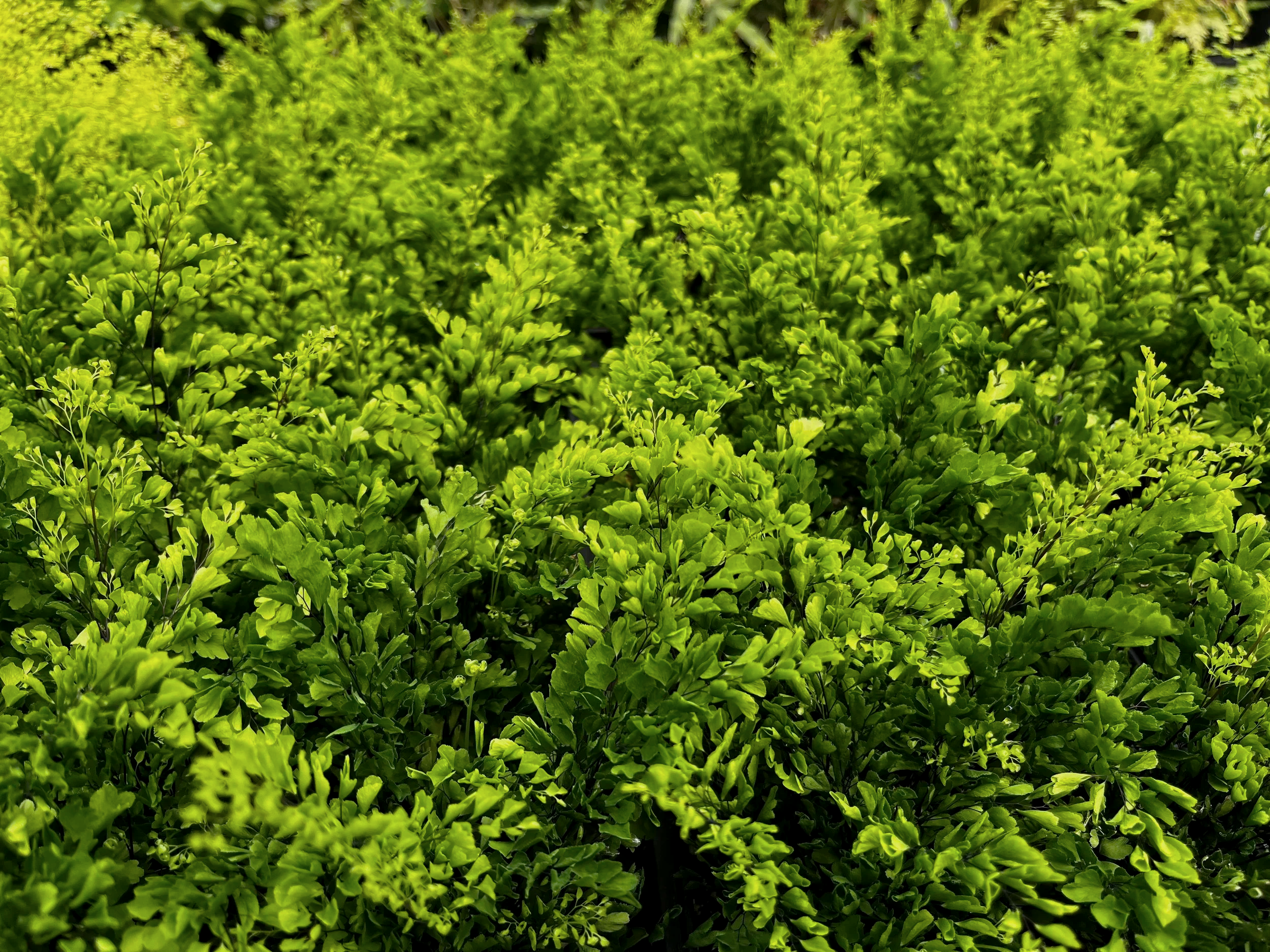 Adiantum+raddianum+%27Lisa%27+%283%29.png