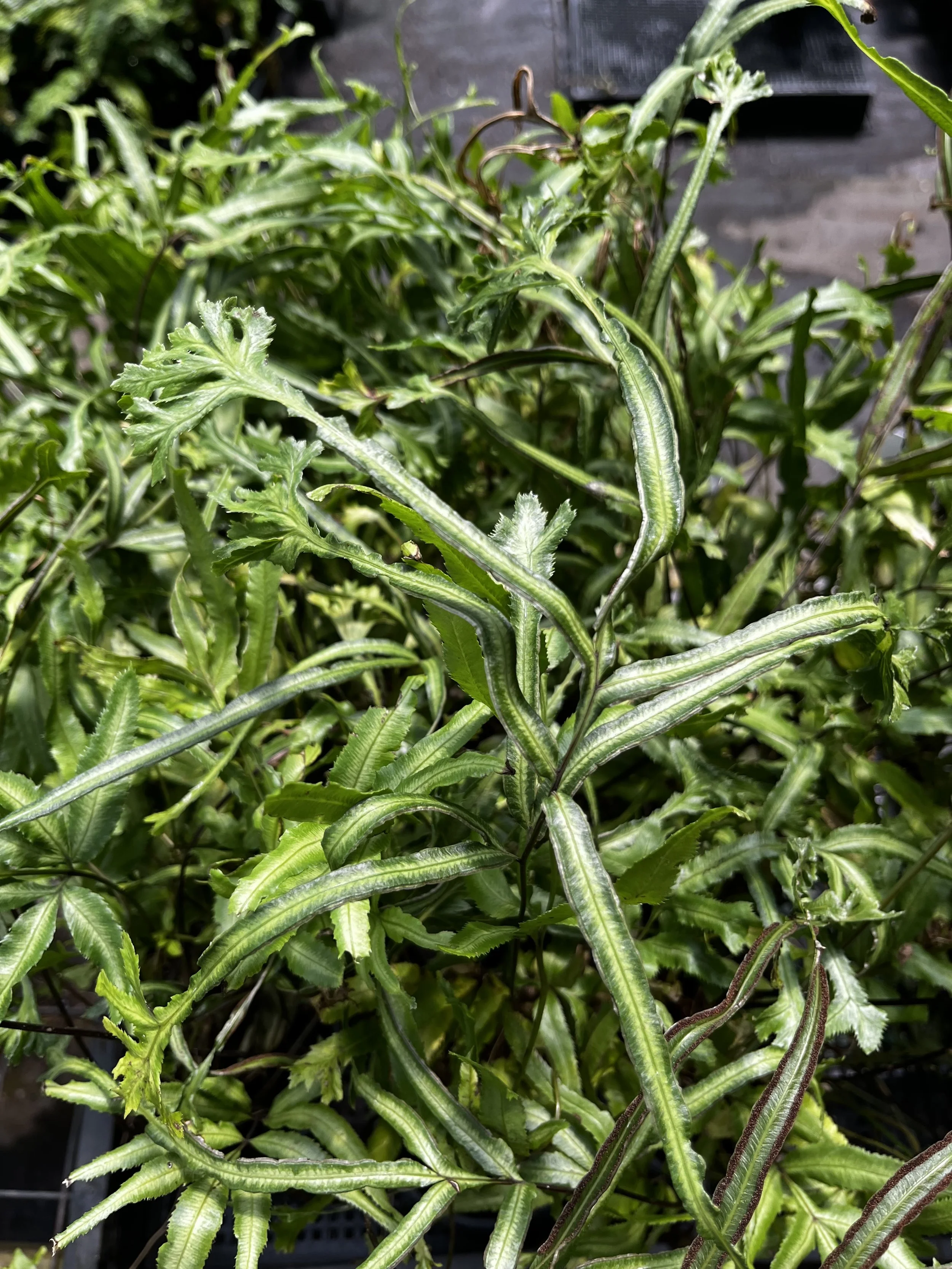 Pteris cretica 'Mayii'.JPG