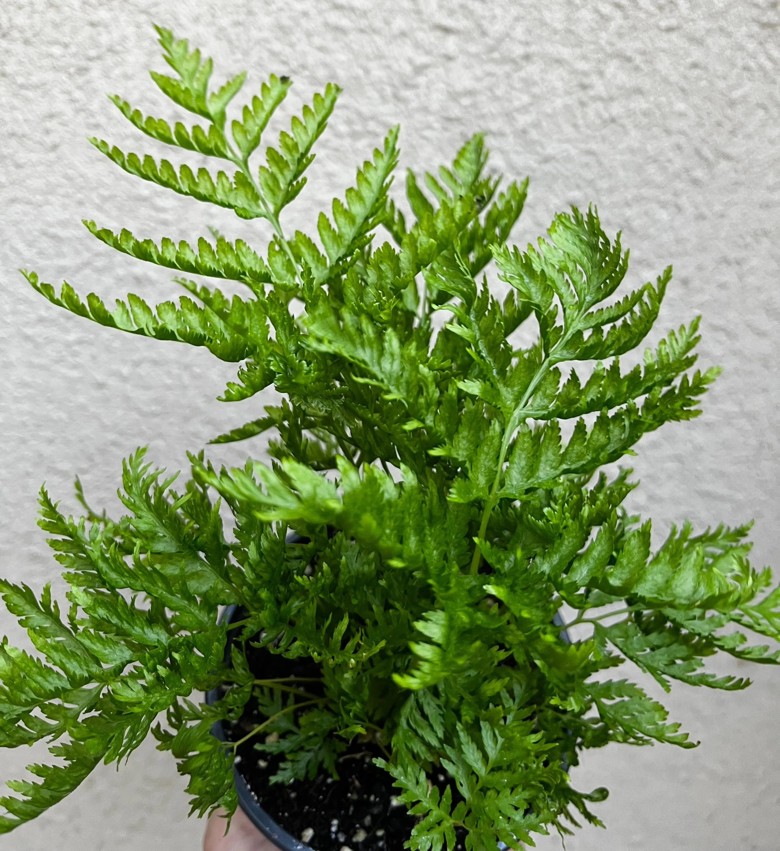 Pteris+straminea+%284%29.jpg