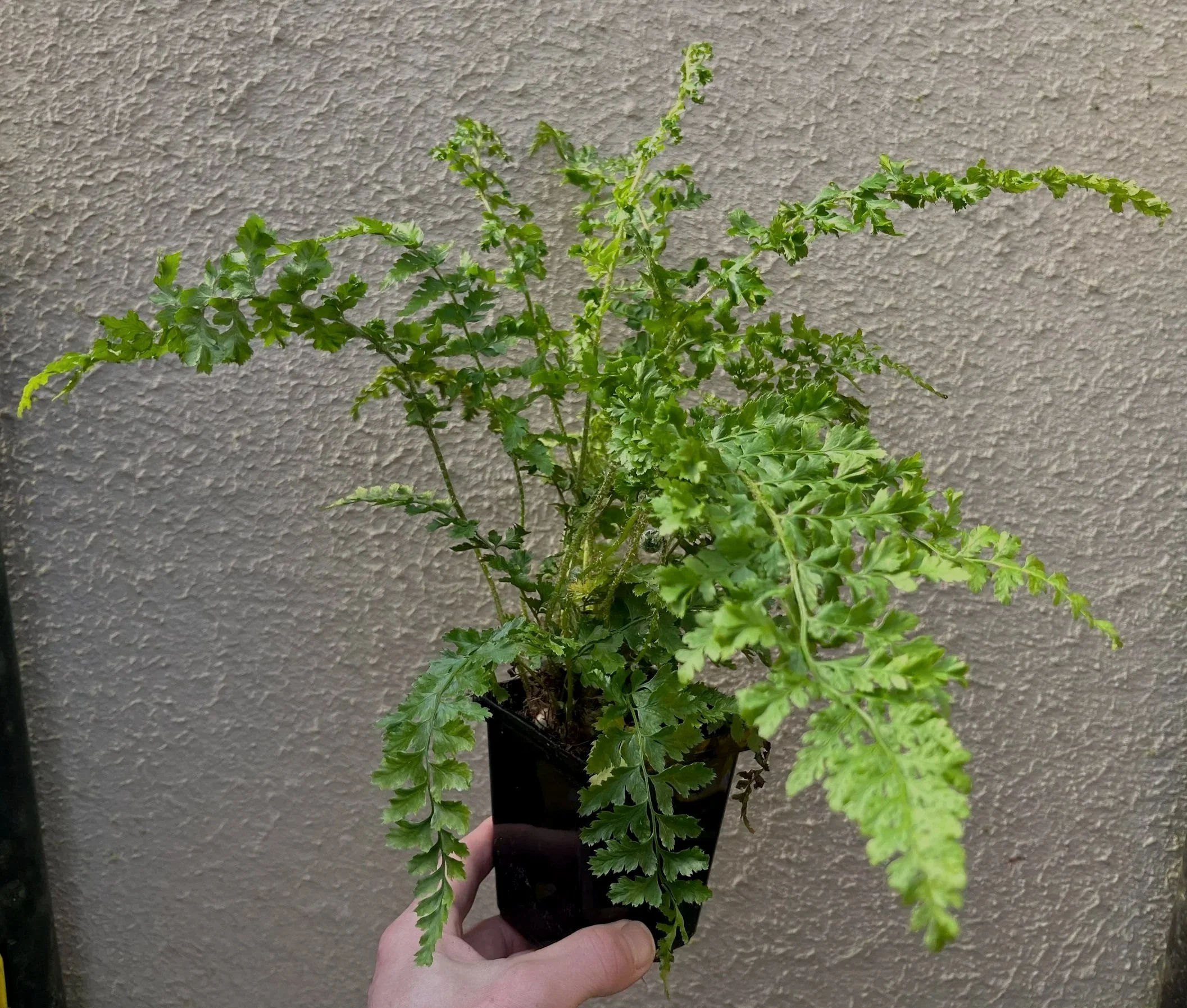 Polystichum%2Bsetiferum%2B%2527Proliferum%2BWollastonii%2527%2B%25284%2529.jpg