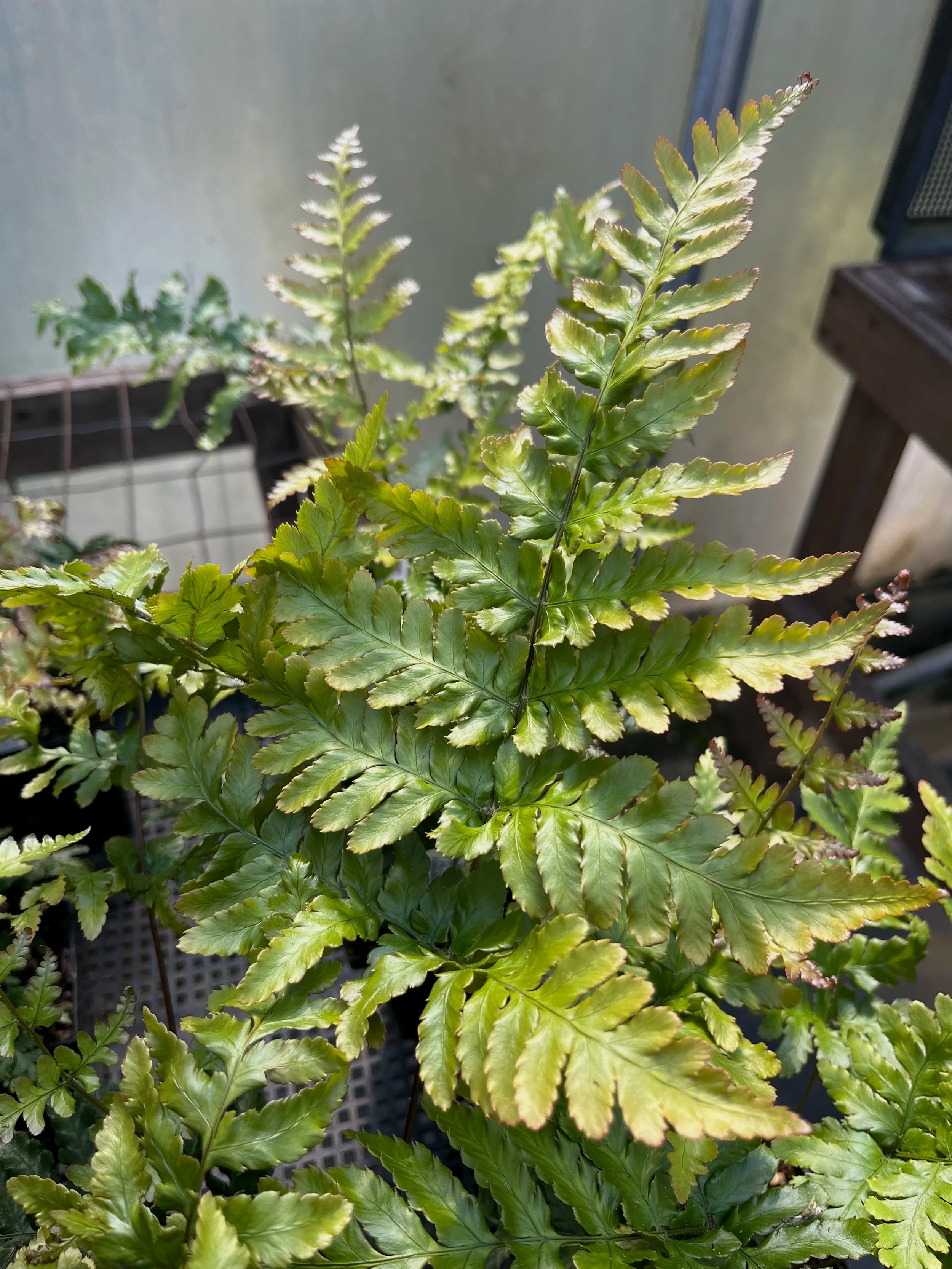 Dryopteris+hondoensis+%282%29.jpg