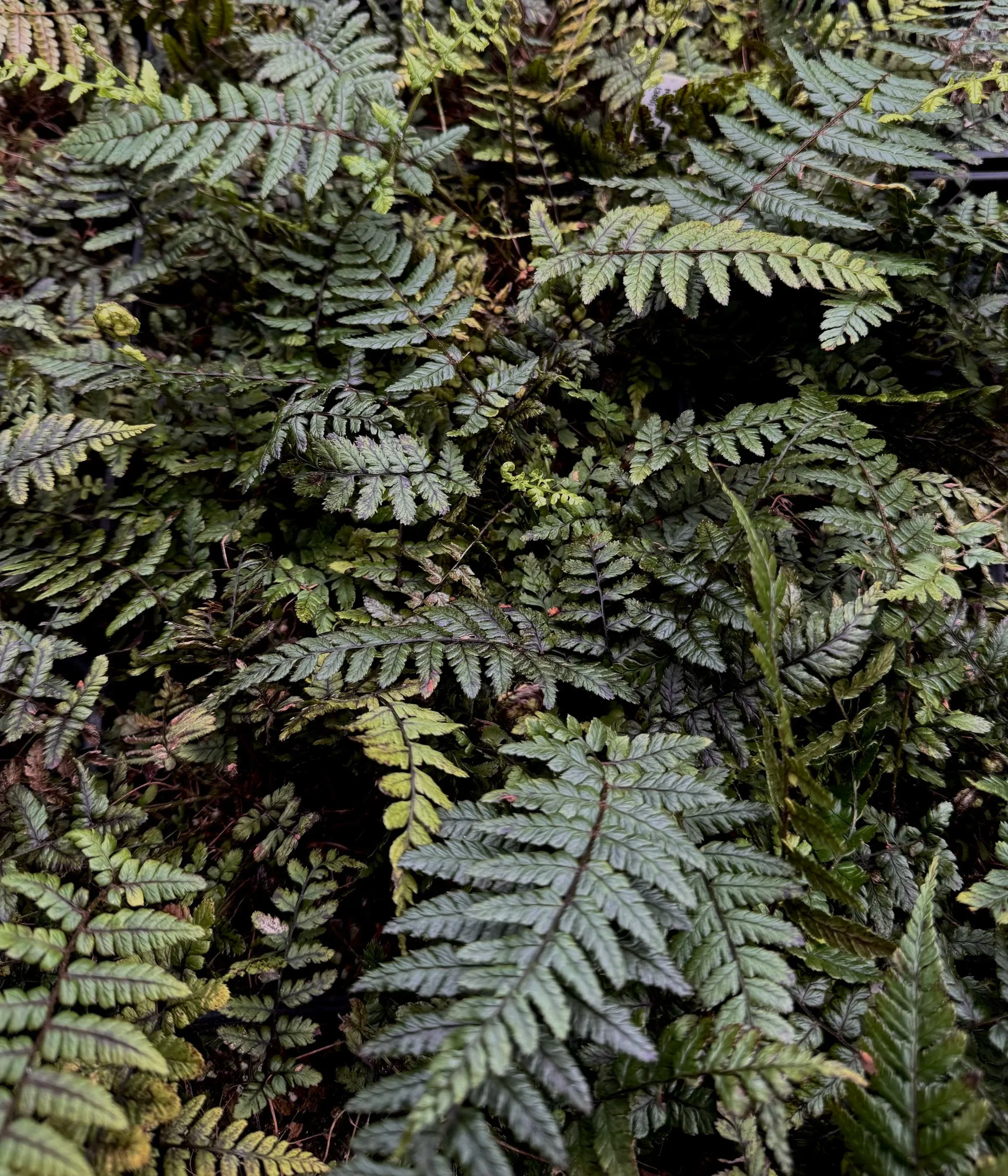 Dryopteris+wallichiana+%283%29.jpg