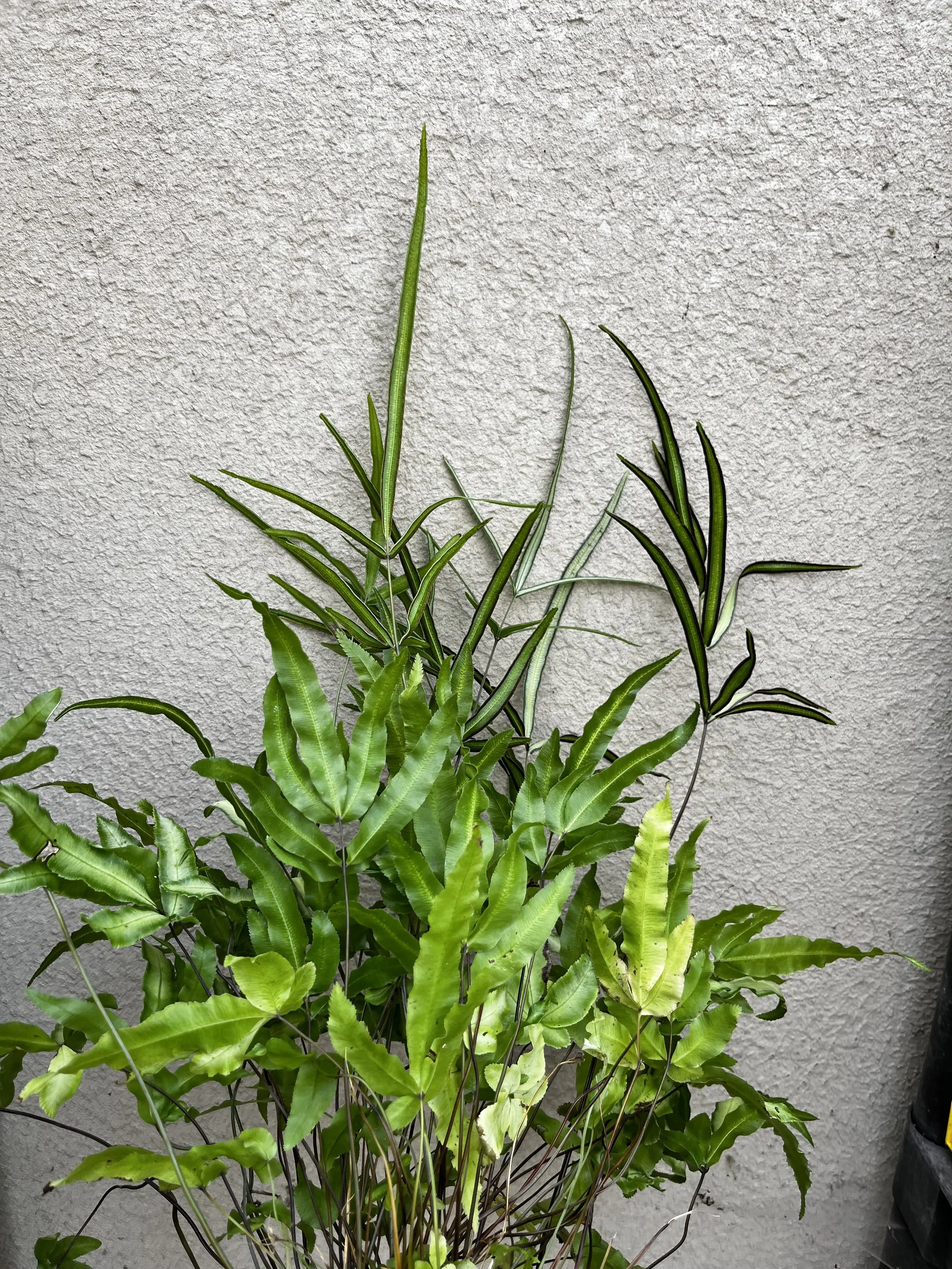 Pteris cretica 'Mayii' (4).JPG