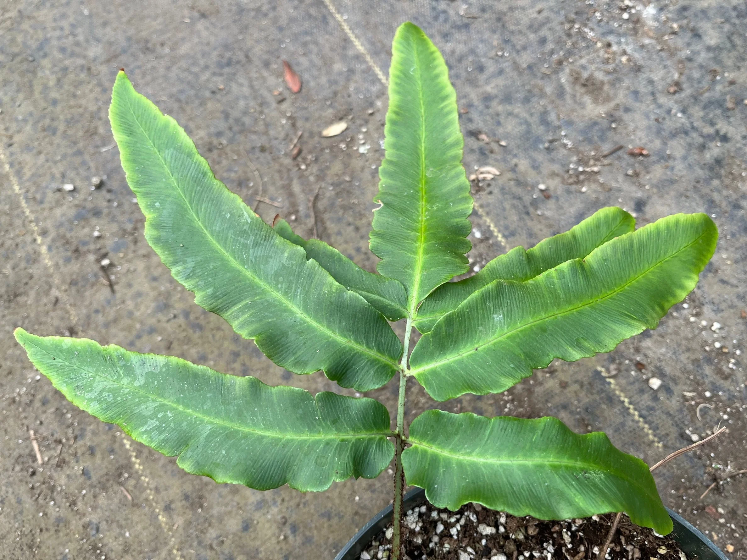 Dryopteris+sieboldii+frond.jpg