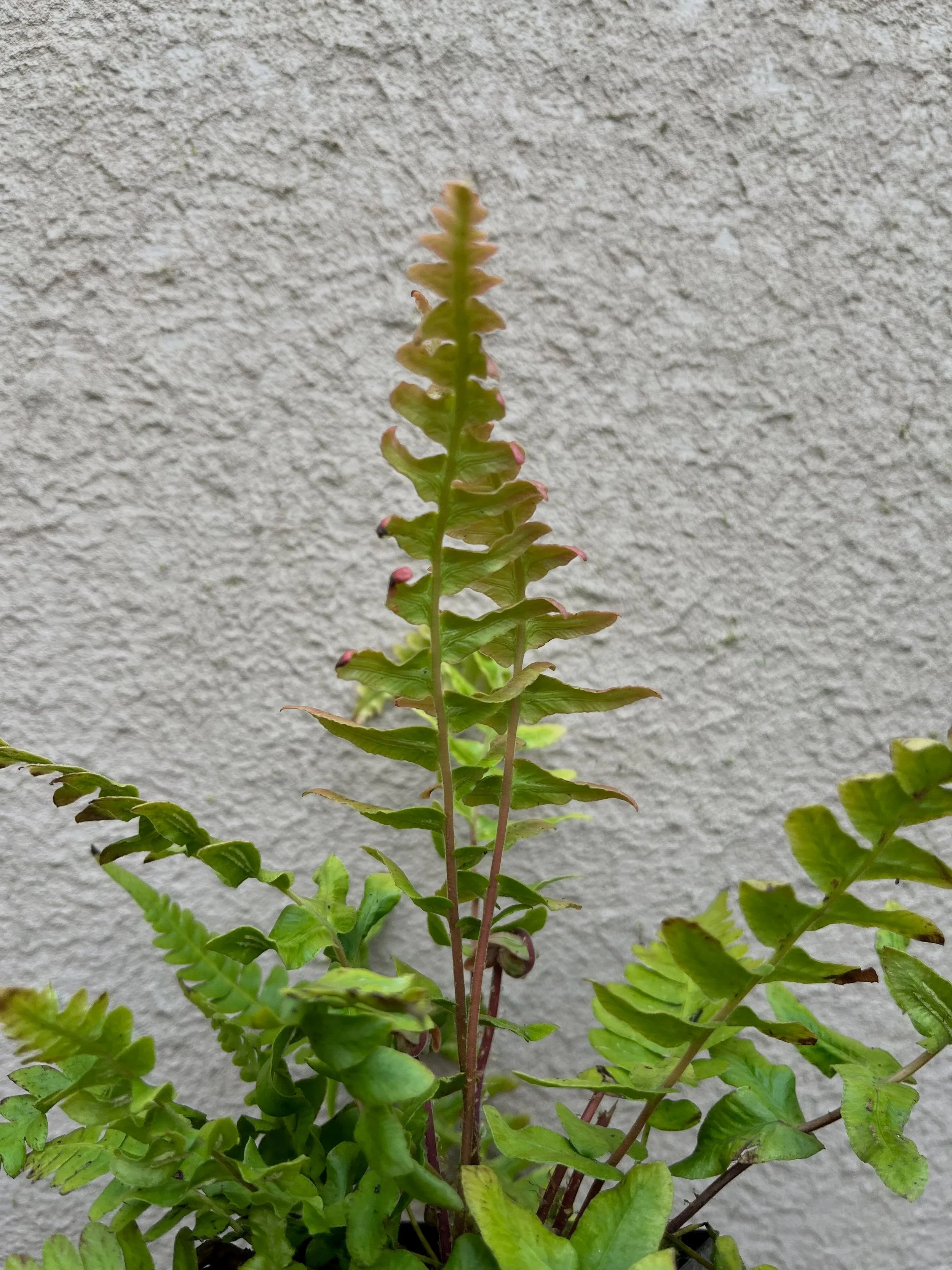 Blechnum+occidentale+%282%29.jpg