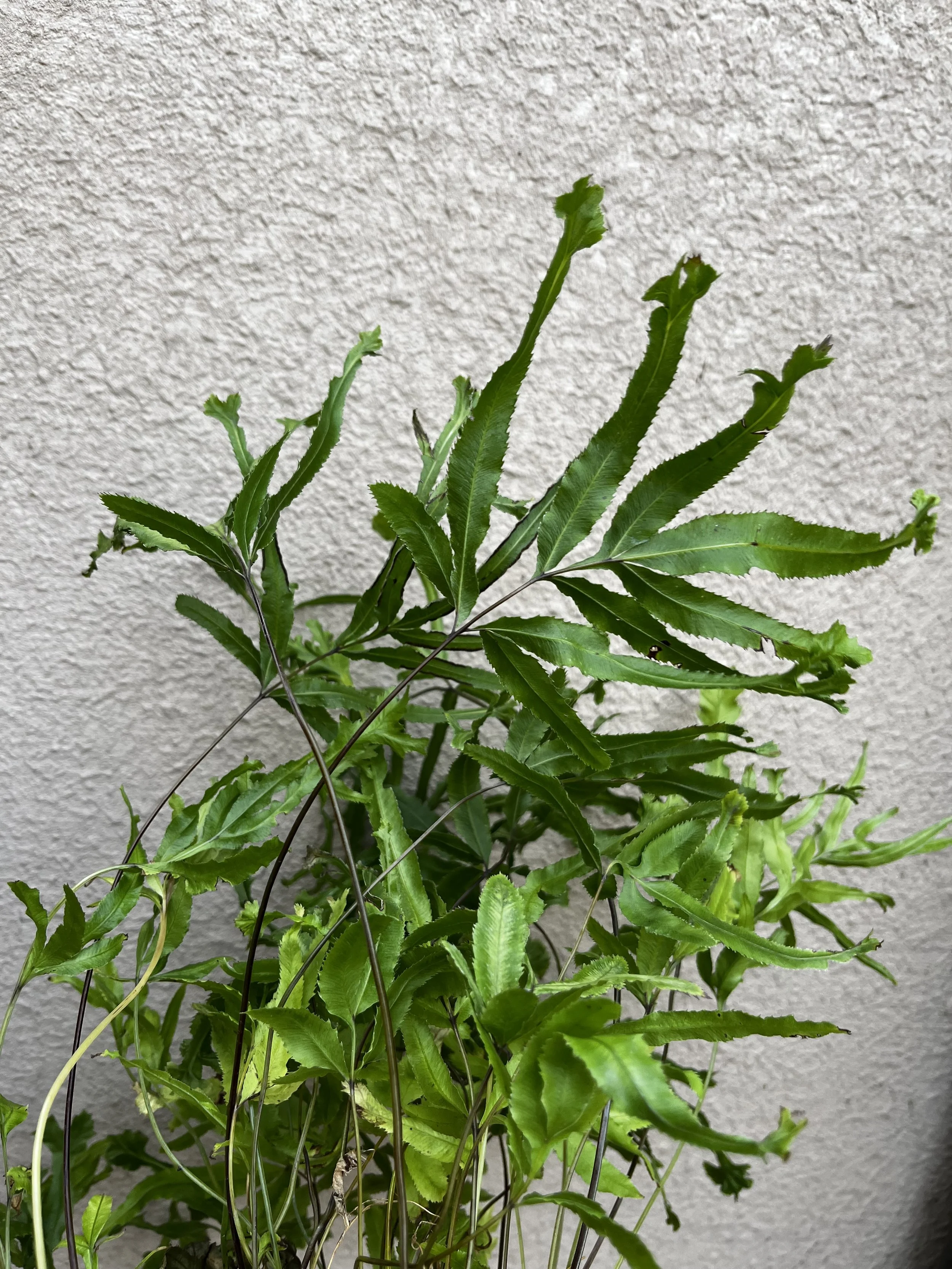 Pteris cretica 'Mayii' (3).JPG